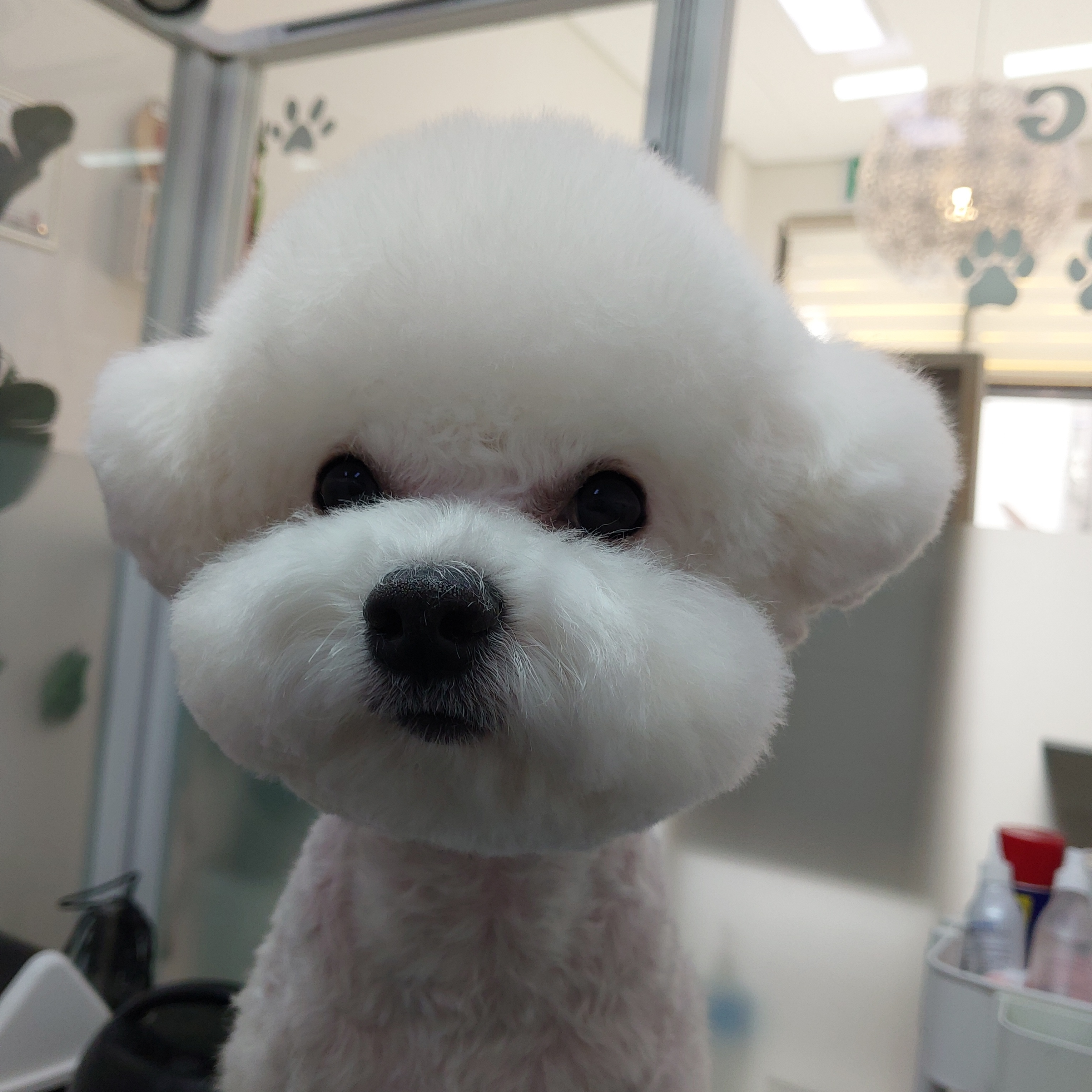 샴푸하는 강아지 대표 이미지