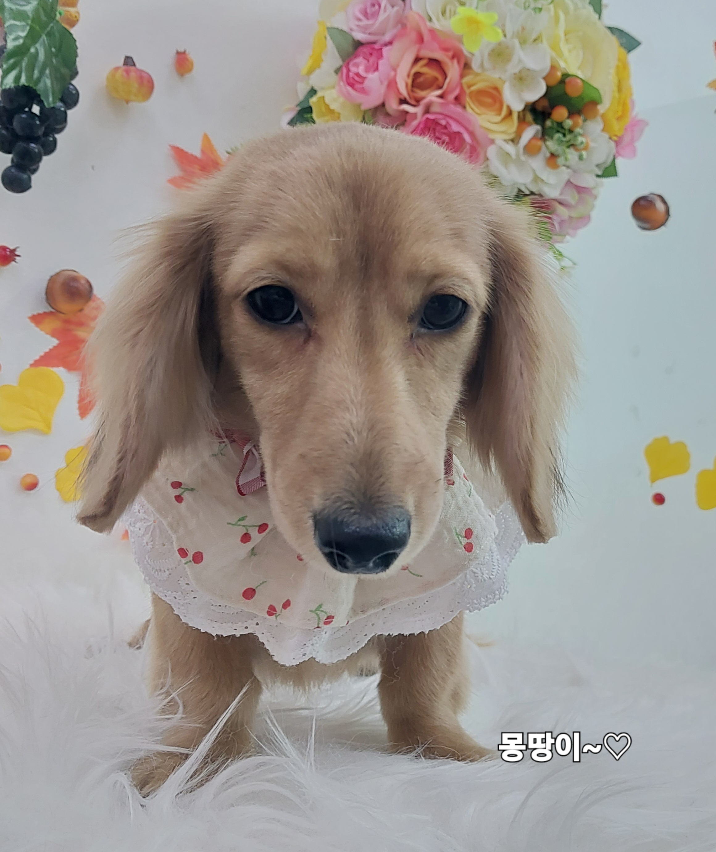 샴푸하는 강아지 대표 이미지