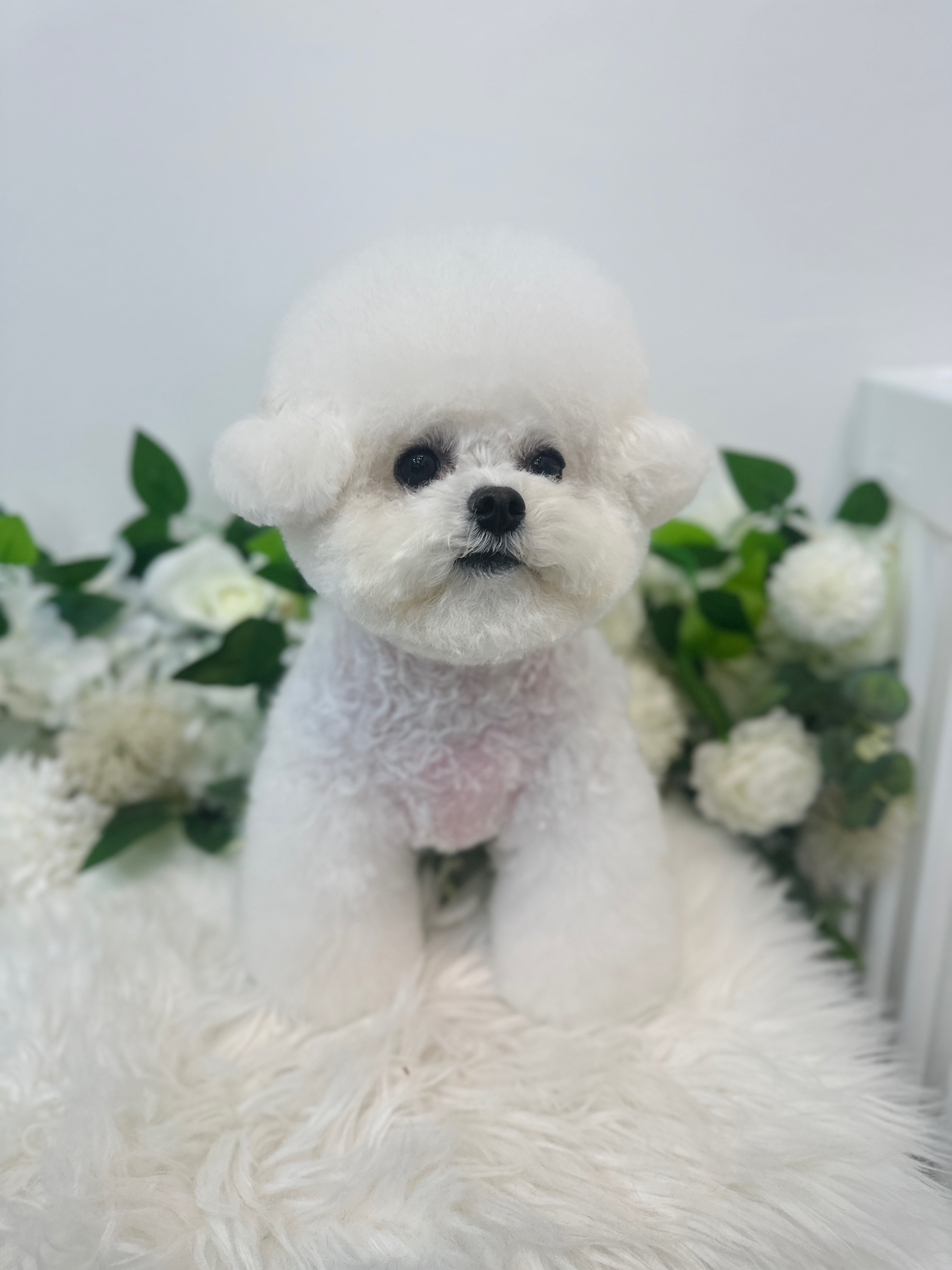 초록동산 제주 애견여행지