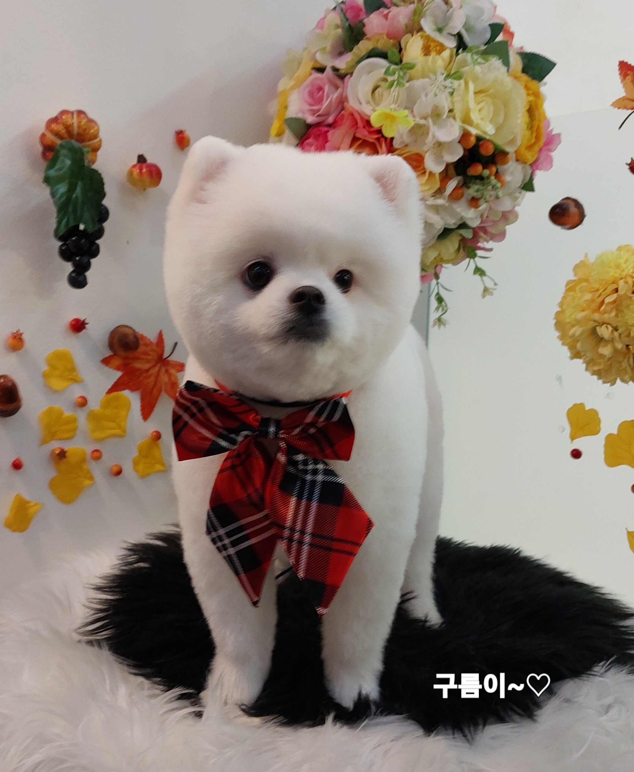 샴푸하는 강아지 대표 이미지