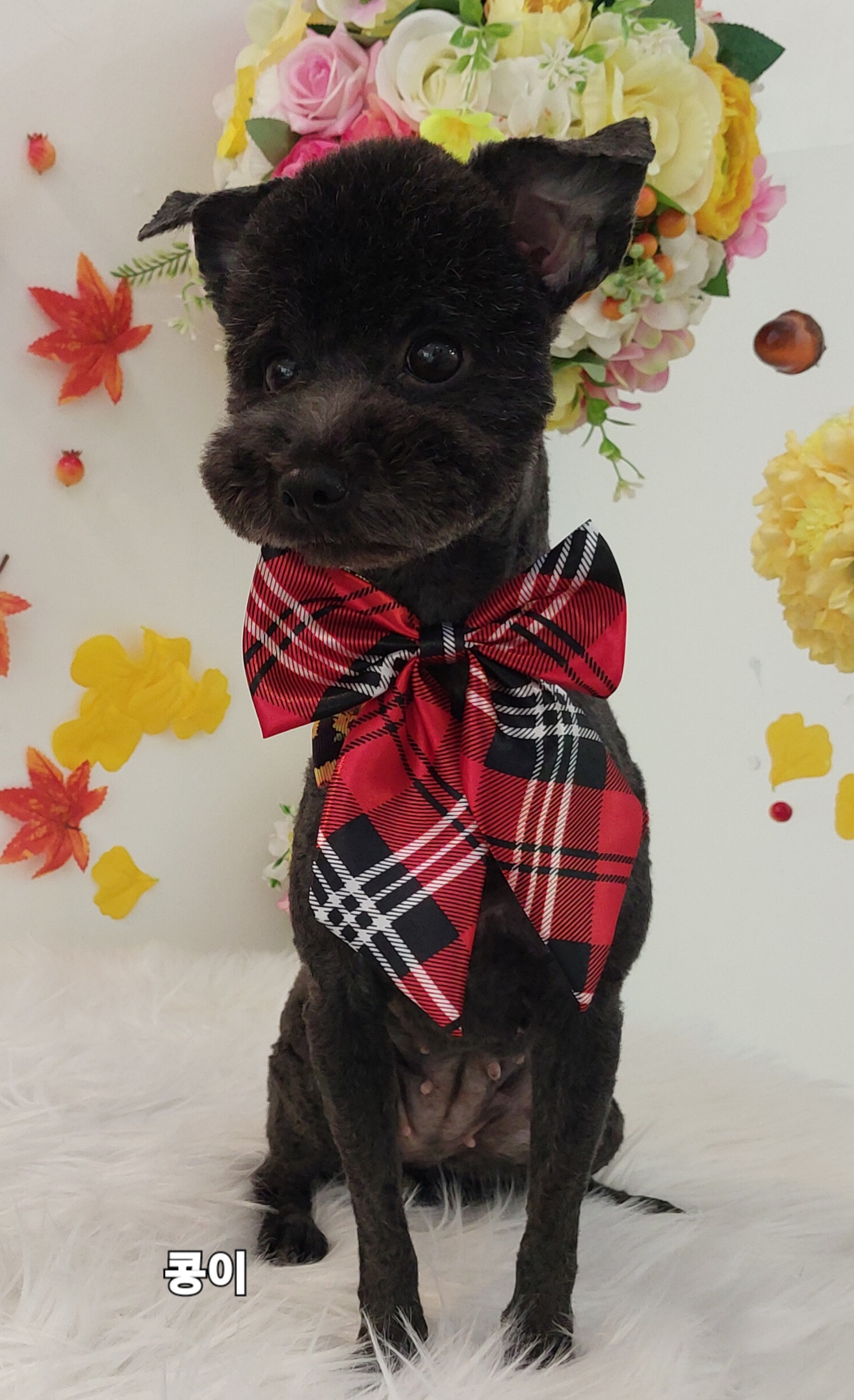 샴푸하는 강아지 대표 이미지