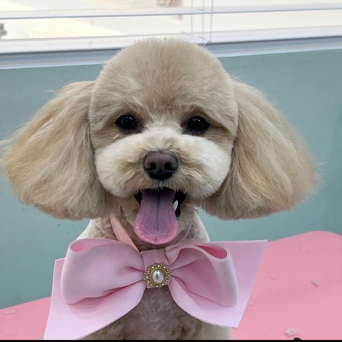 멍멍이발소