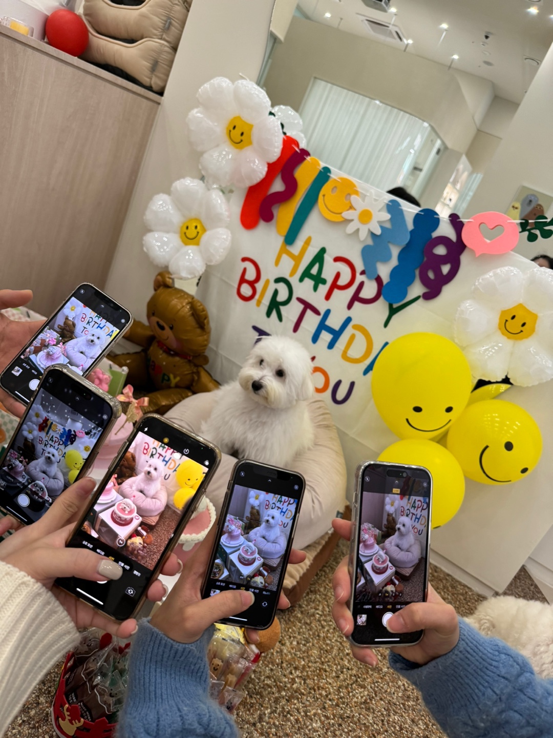 글로리퍼피 대표 이미지