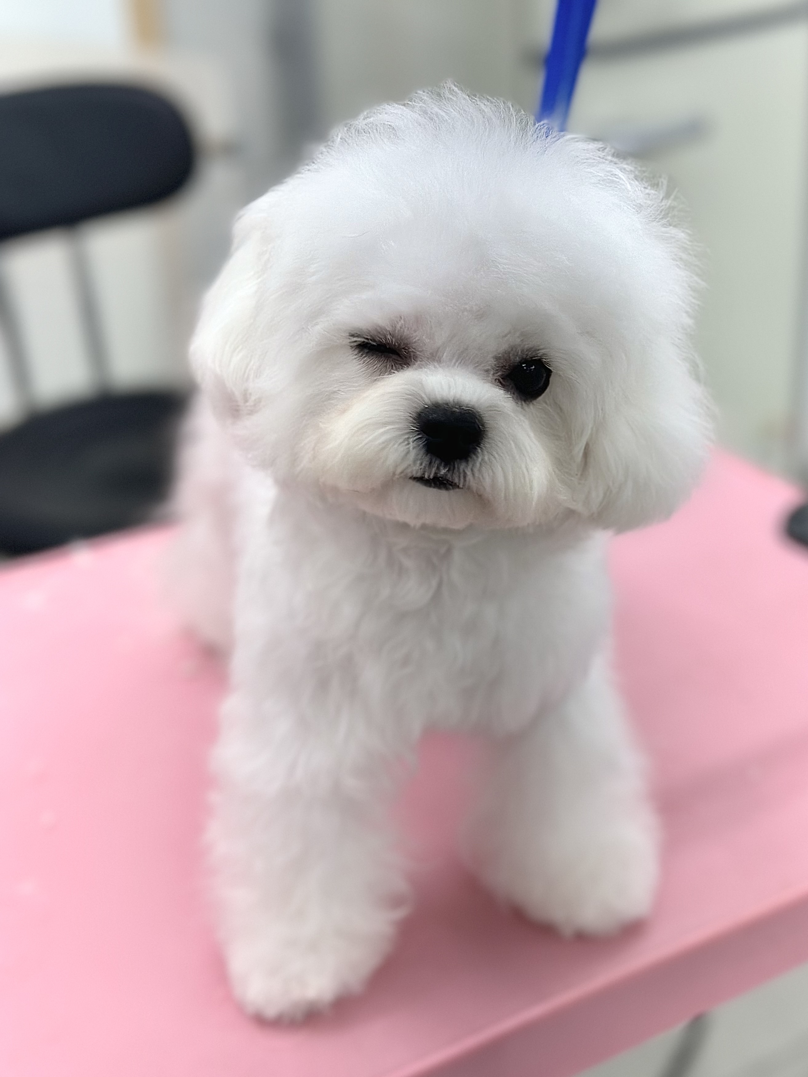 그루밍샵제제 대표 이미지