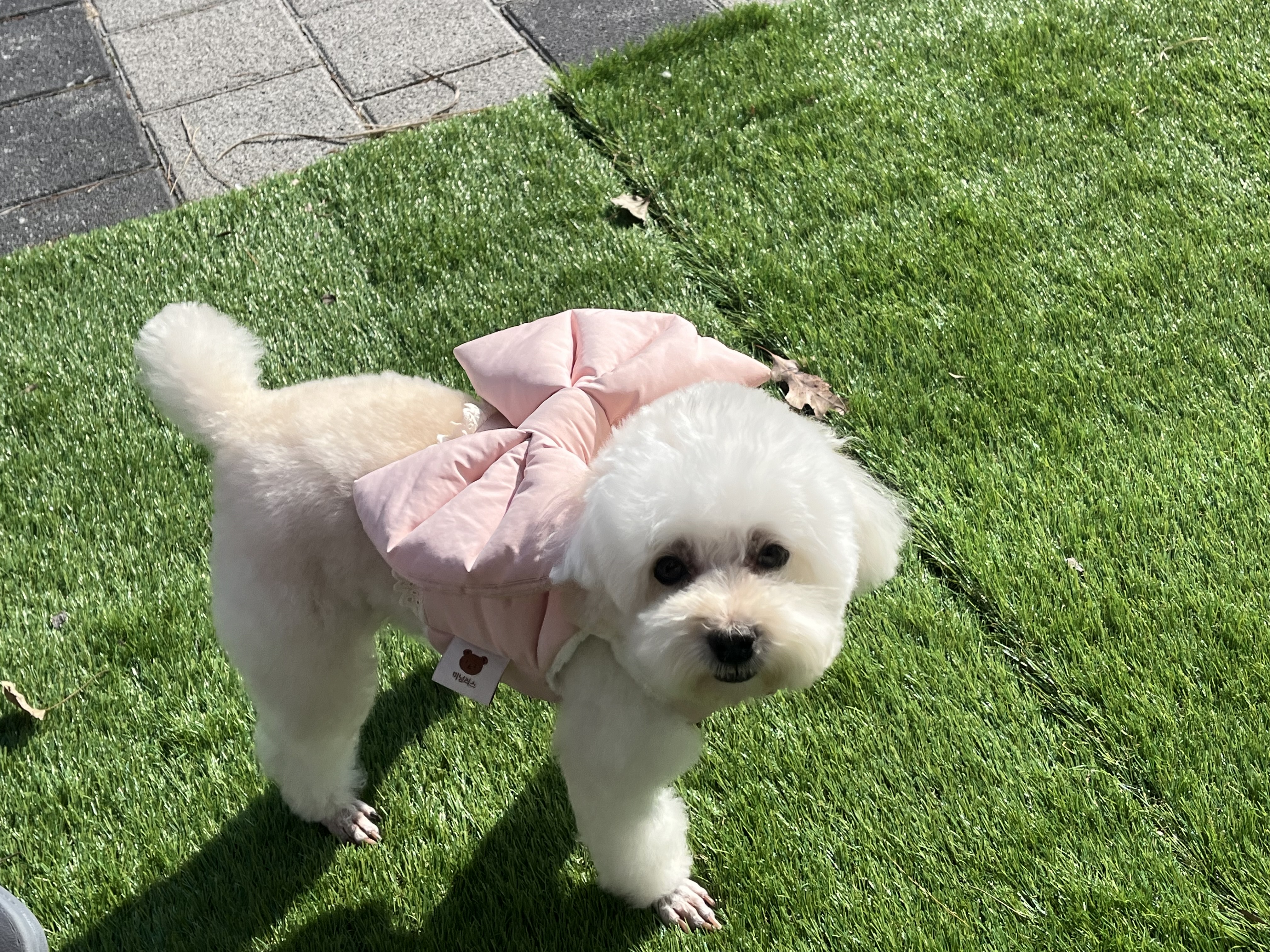 다드멍 대표 이미지