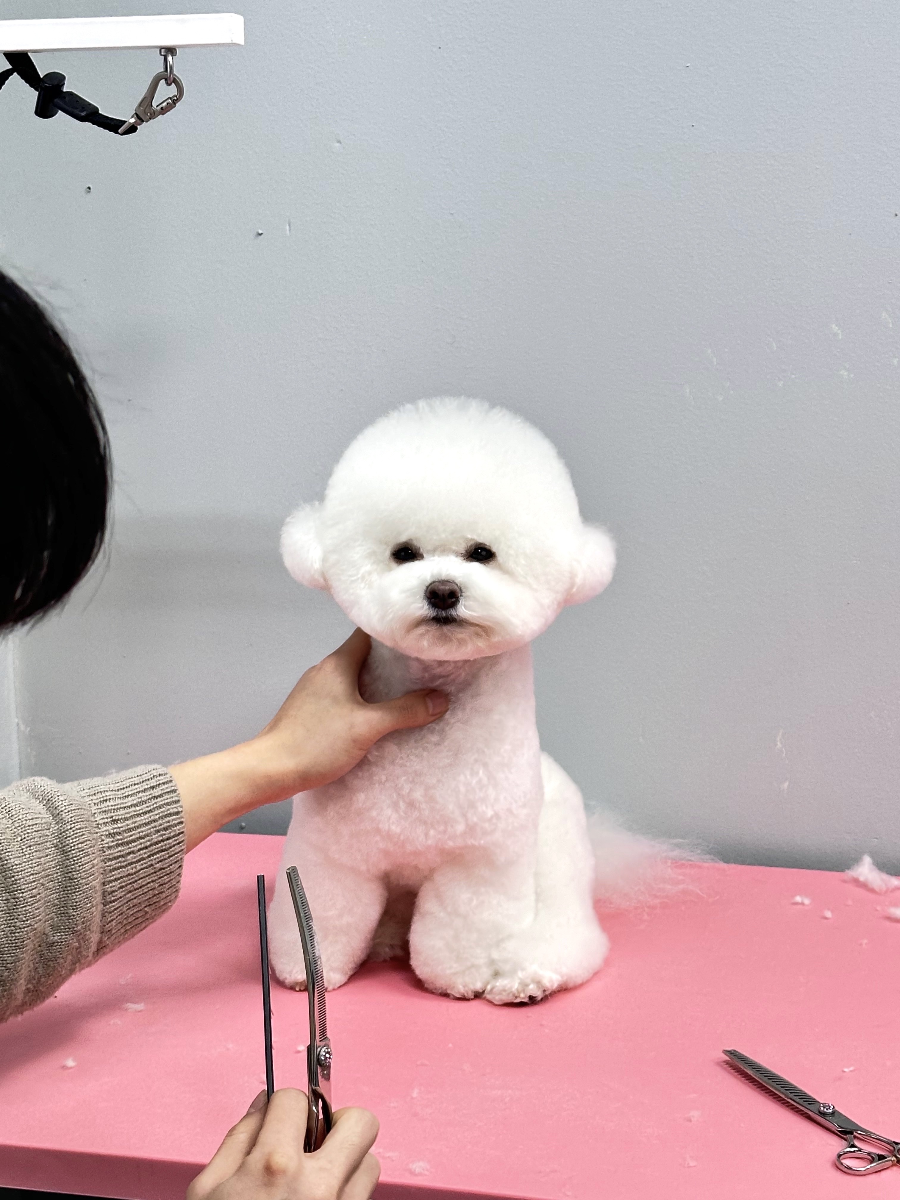 븜프그루밍 대표 이미지