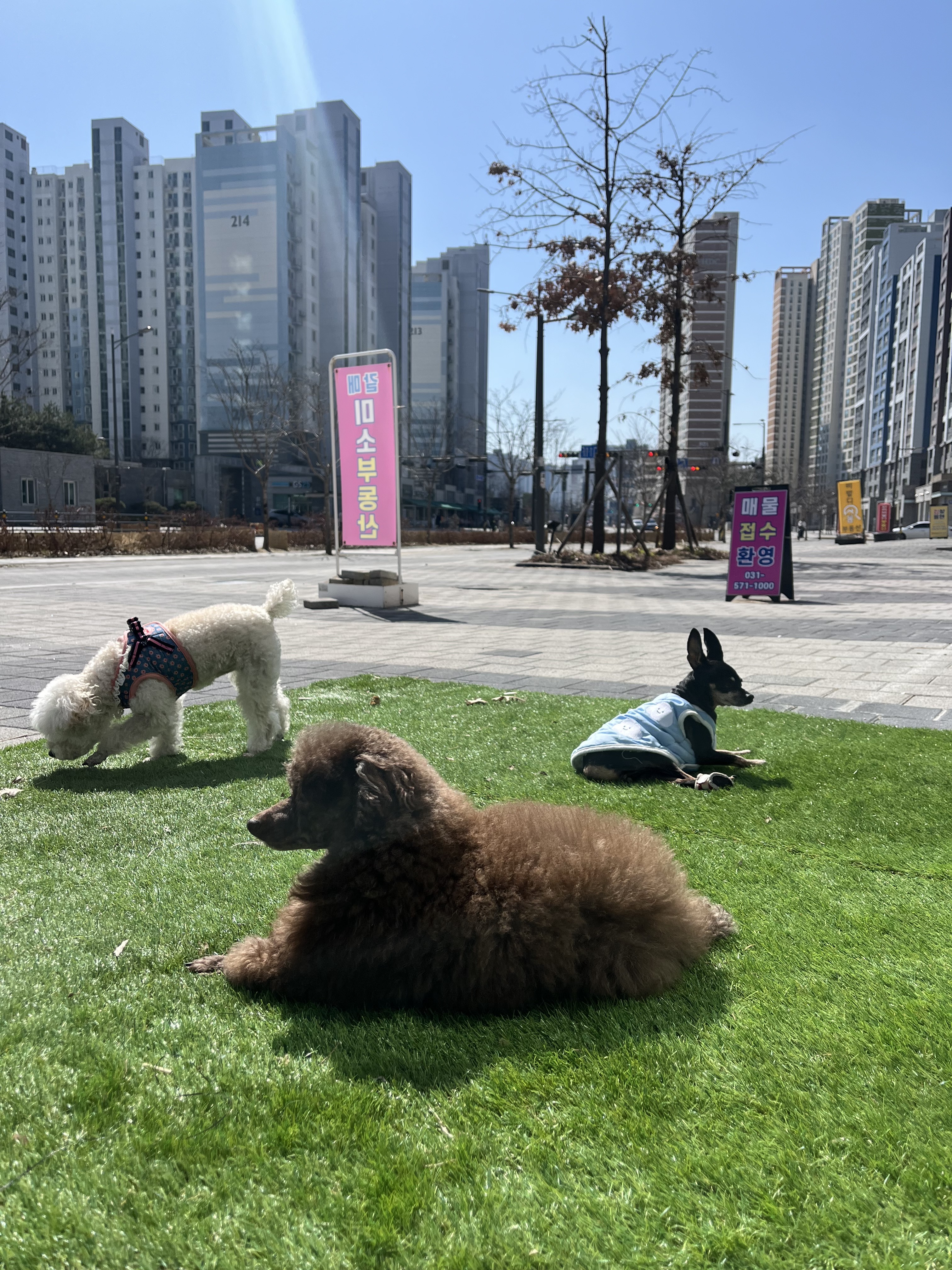 갈매 다드멍 대표 이미지