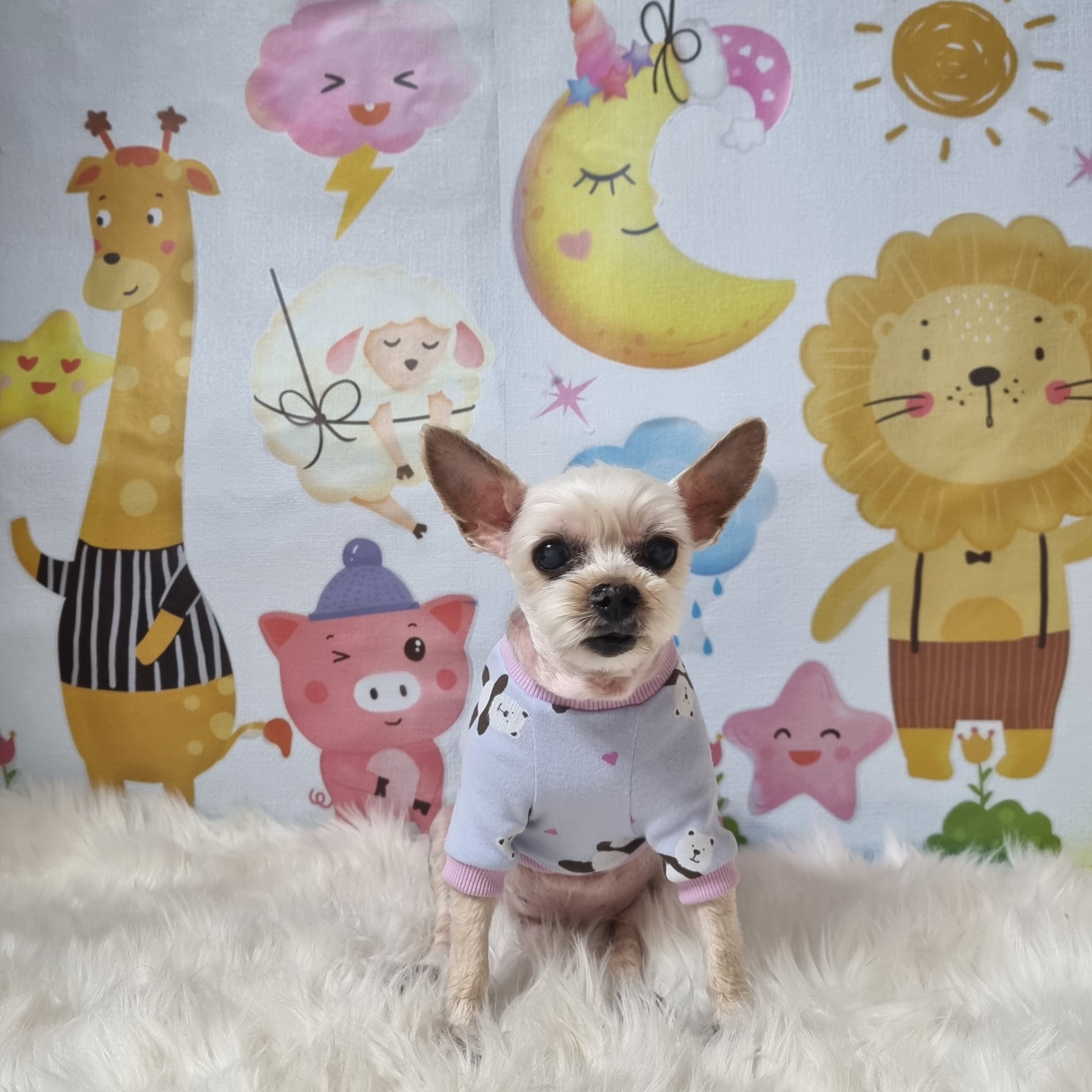 쪼쪼애견 대표 이미지