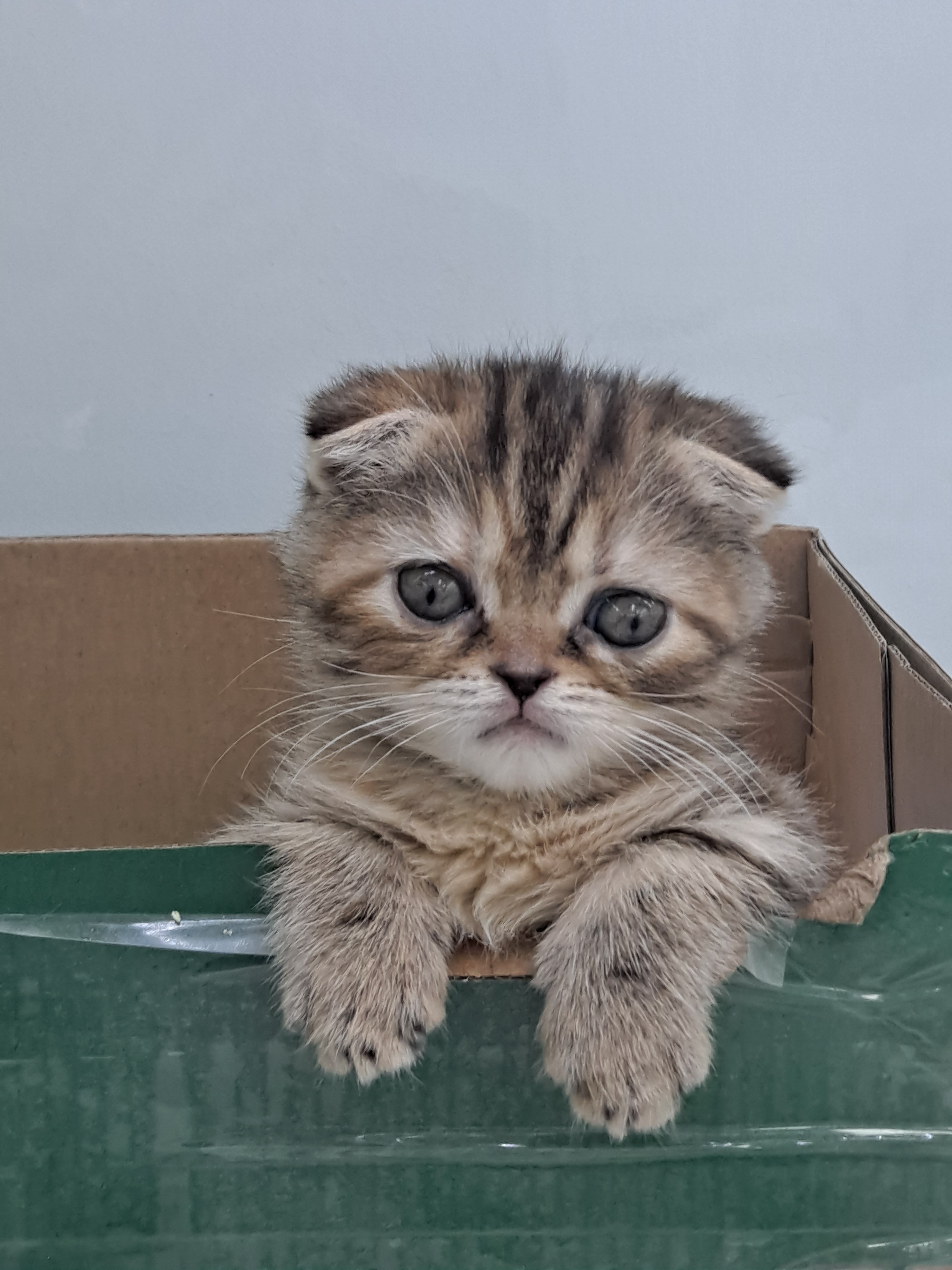 퍼피루미 옥정점