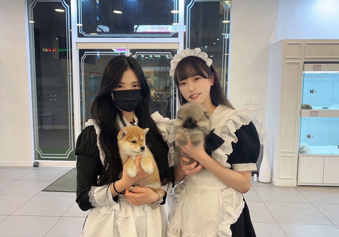 천안 강아지분양 고양이분양 파라다이스펫본점
