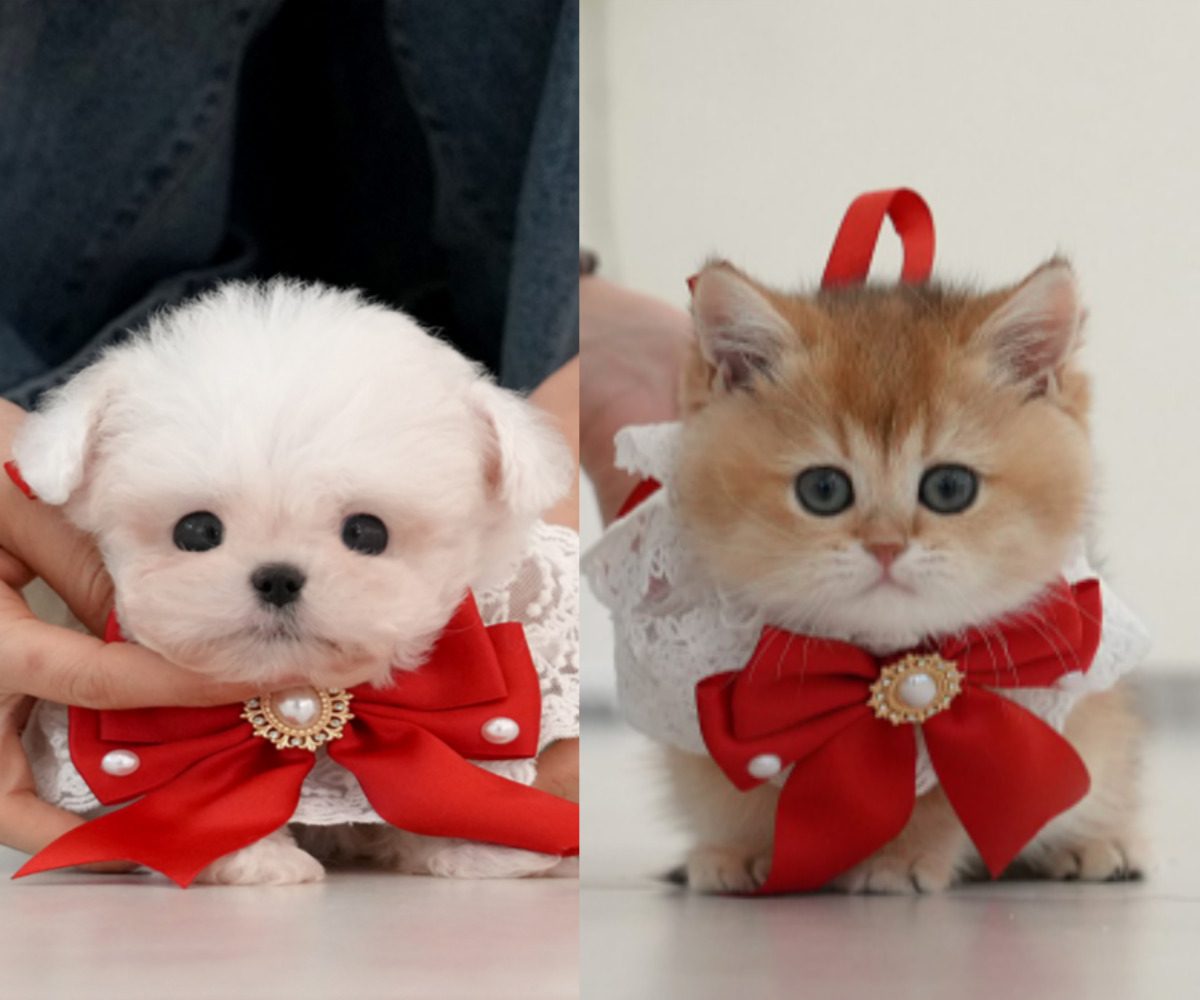 미유펫대구 강아지분양고양이분양 도그플러스동물병원