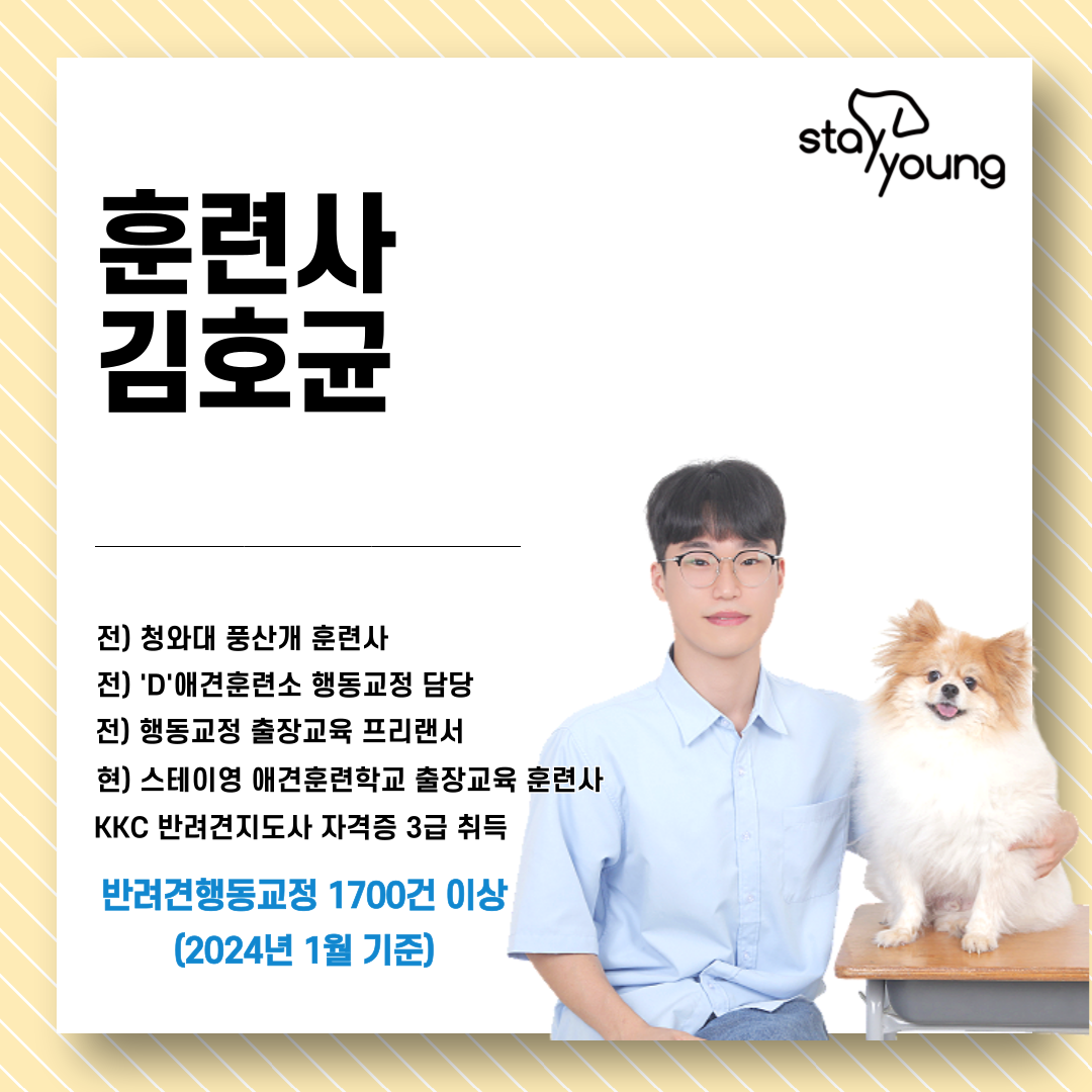 스테이영 애견유치원 강아지유치원 애견호텔 대표 이미지