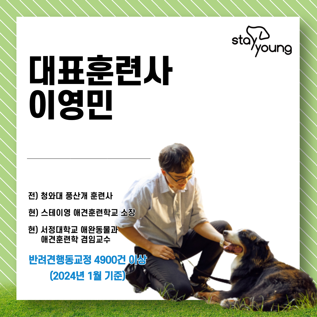 스테이영 애견유치원 대표 이미지