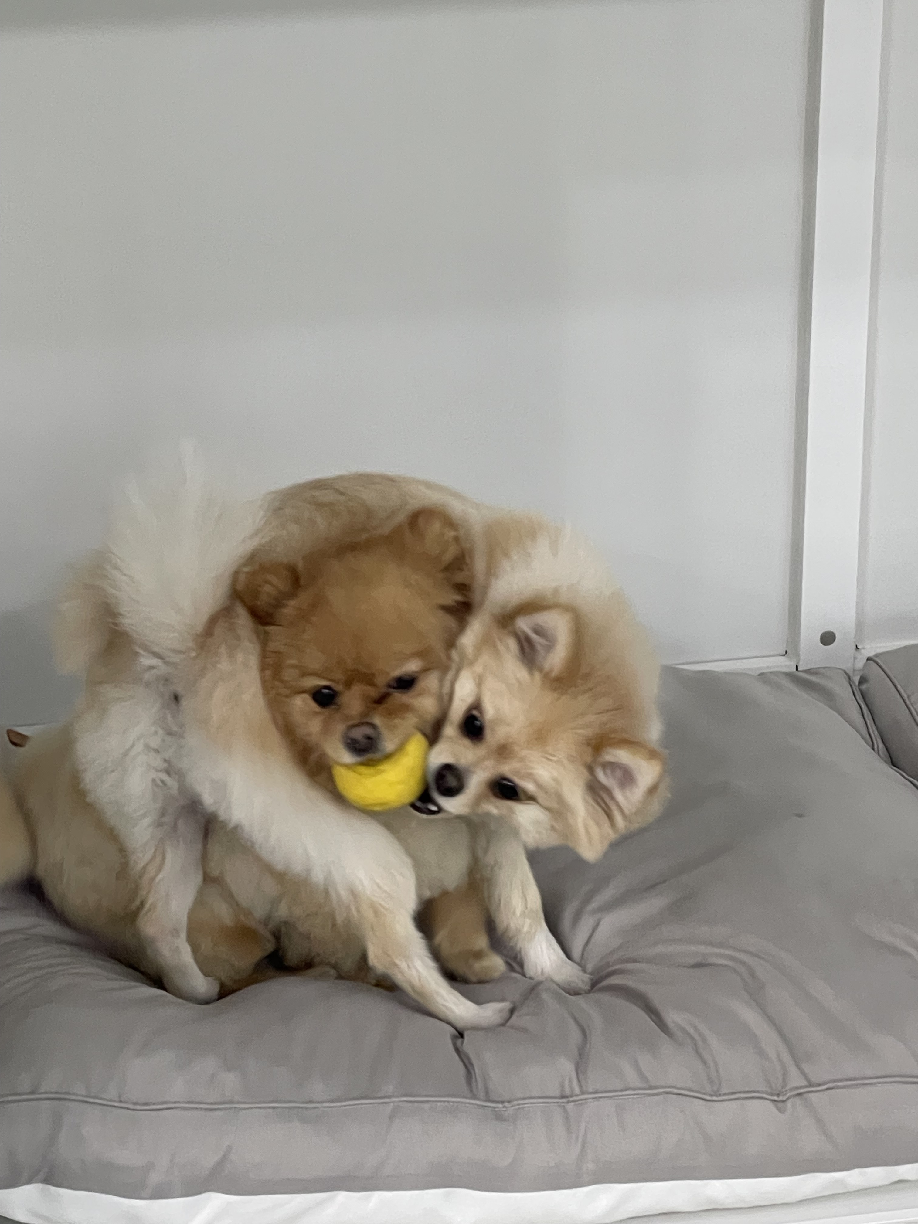 해피댕데이 강아지유치원&호텔 대표 이미지