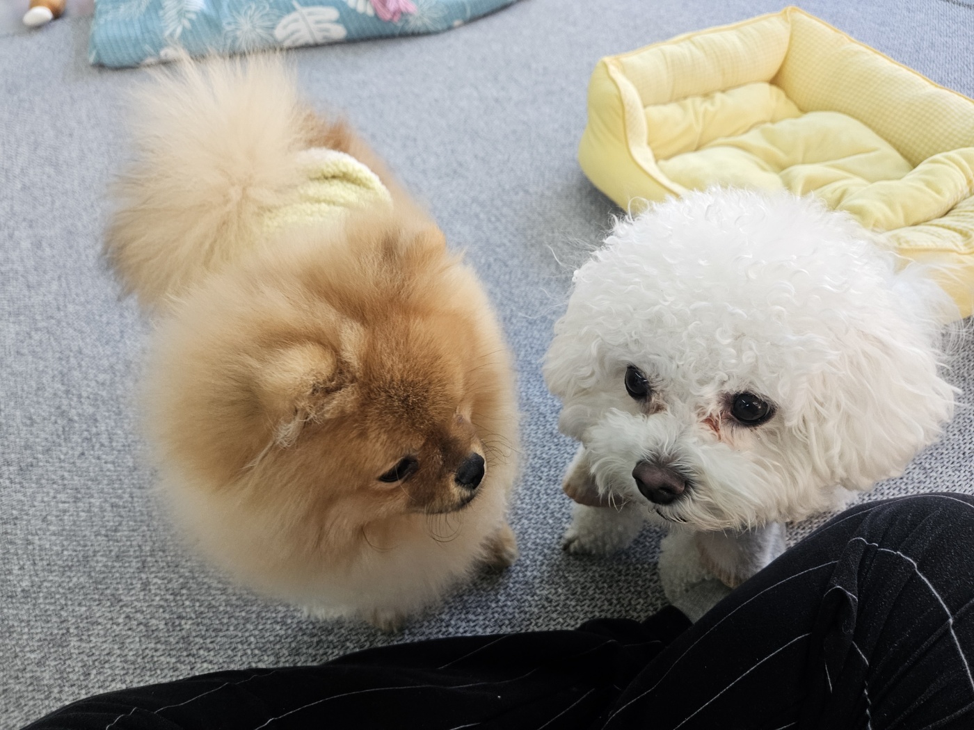 놀고쉬다가개 애견유치원&애견호텔 대표 이미지