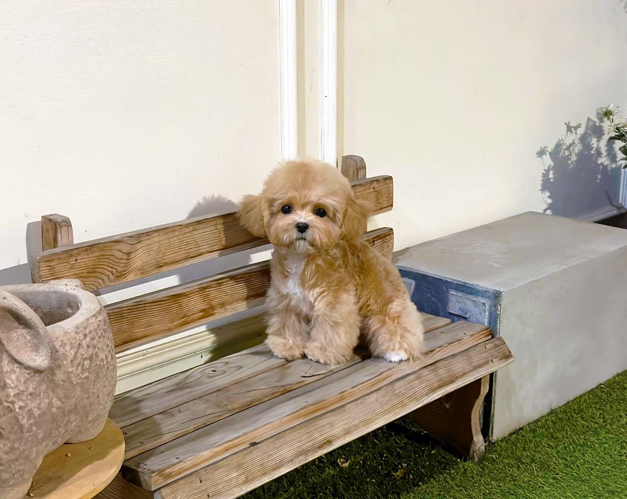 스마일퍼피 강아지분양 동탄점