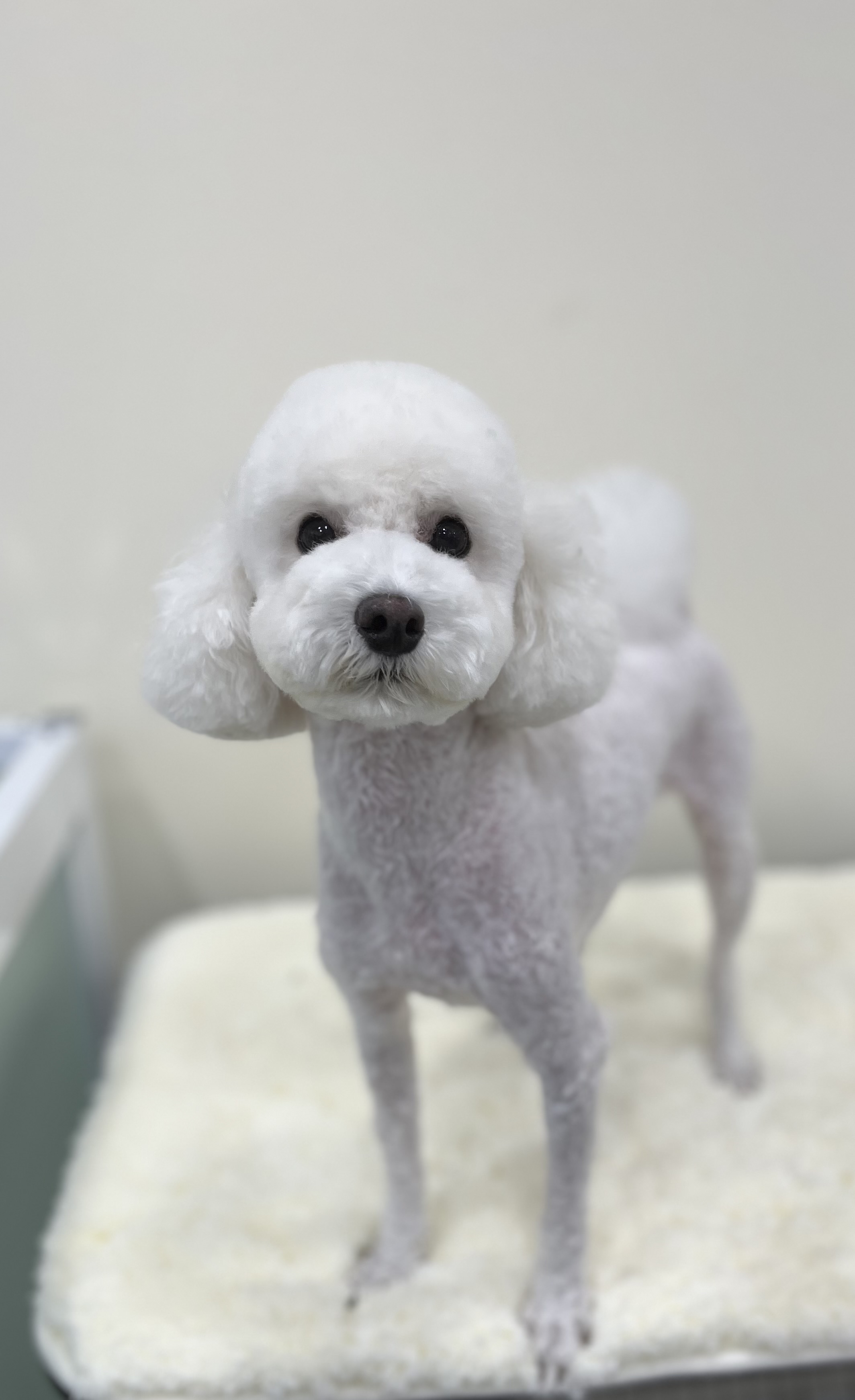 토리댕 대표 이미지