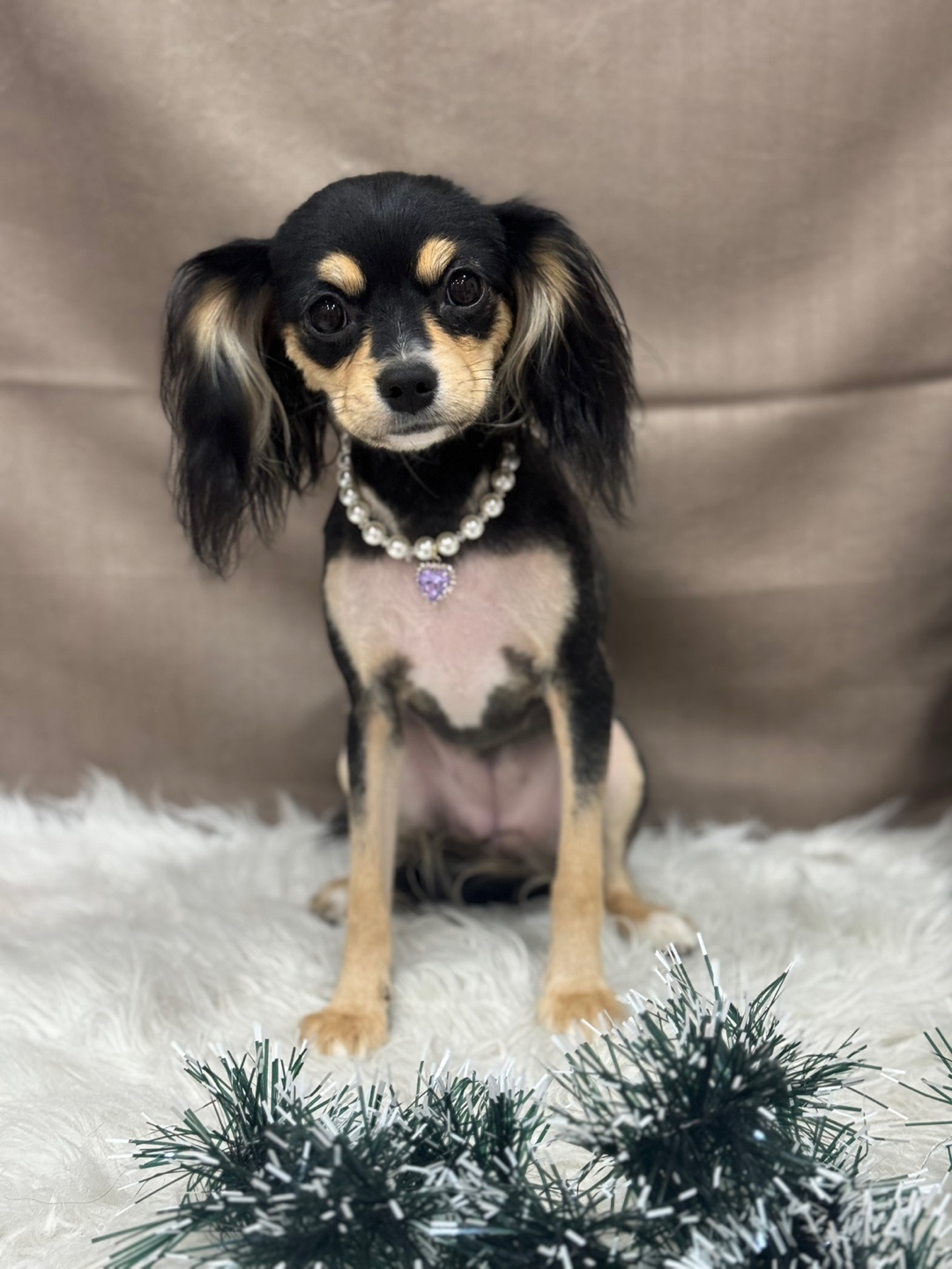 멍냥펫살롱 대표 이미지