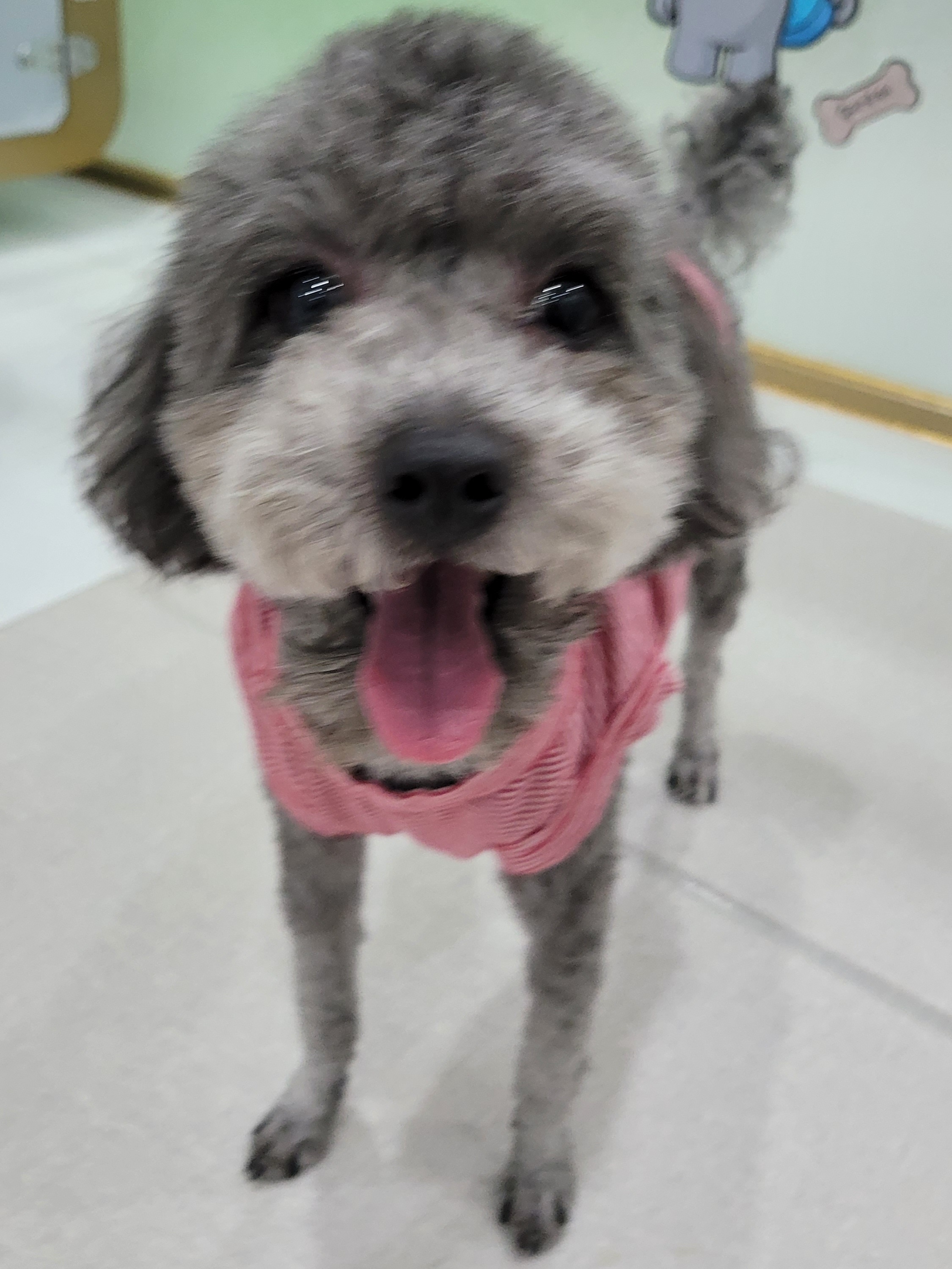 호텔펫코리아 이미지