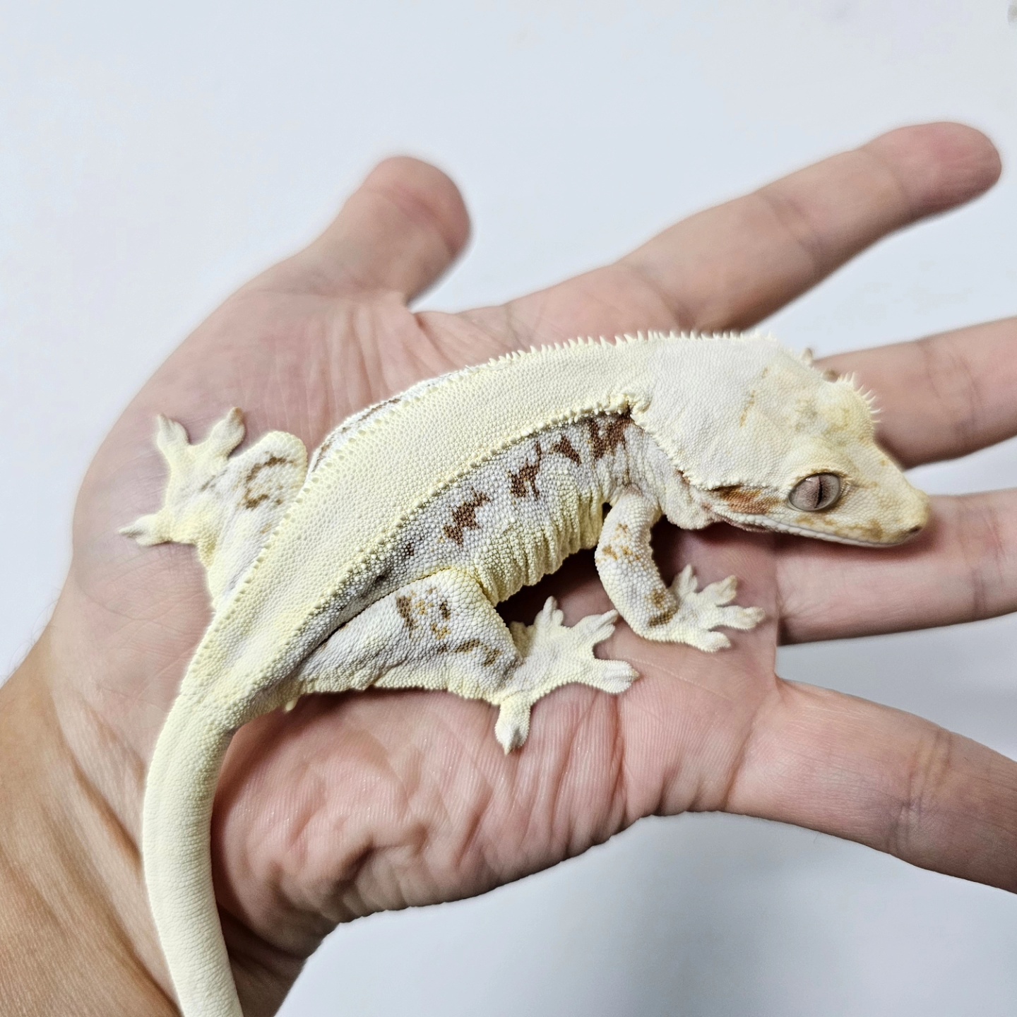크레지트