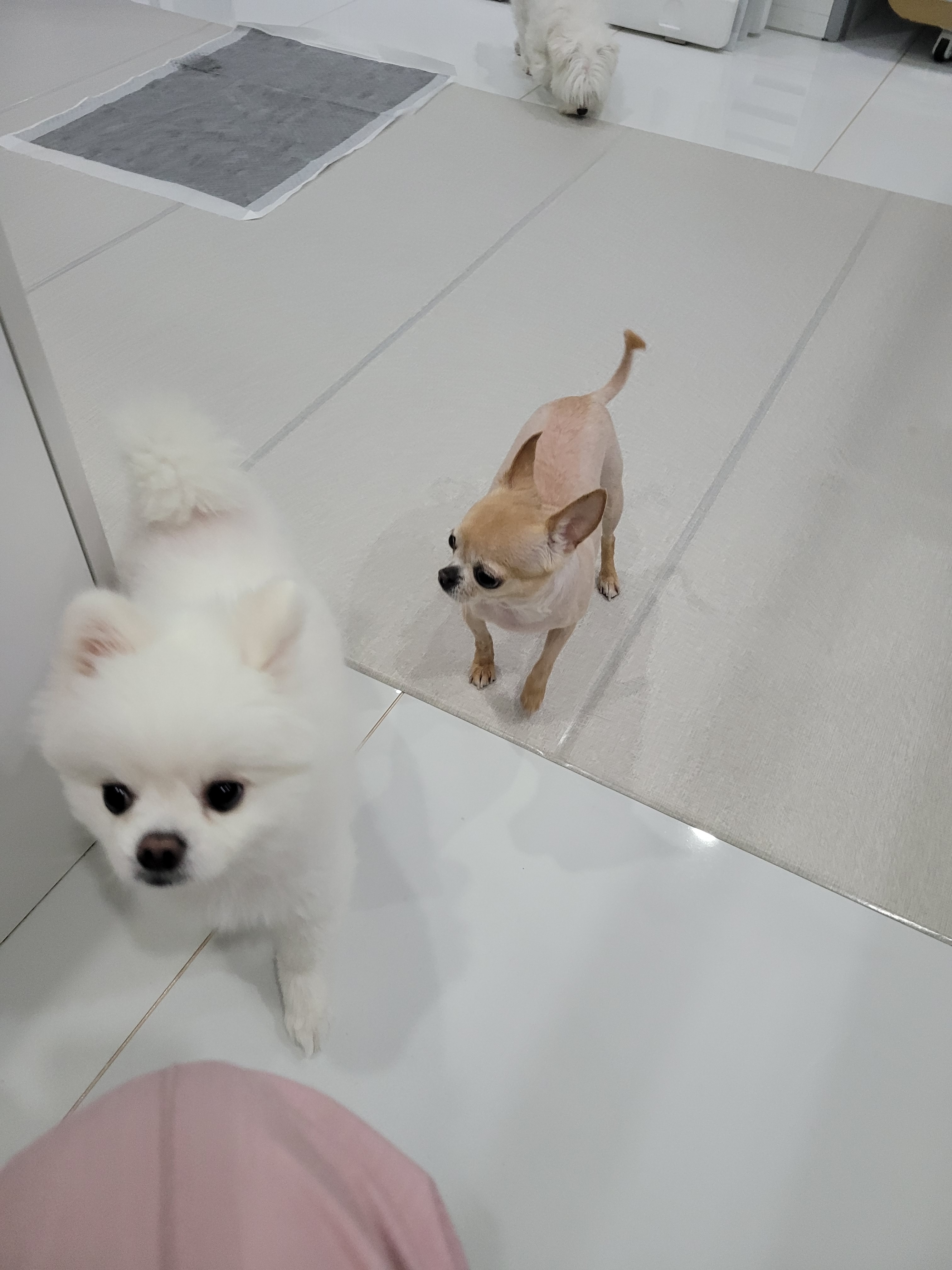 호텔펫코리아 대표 이미지