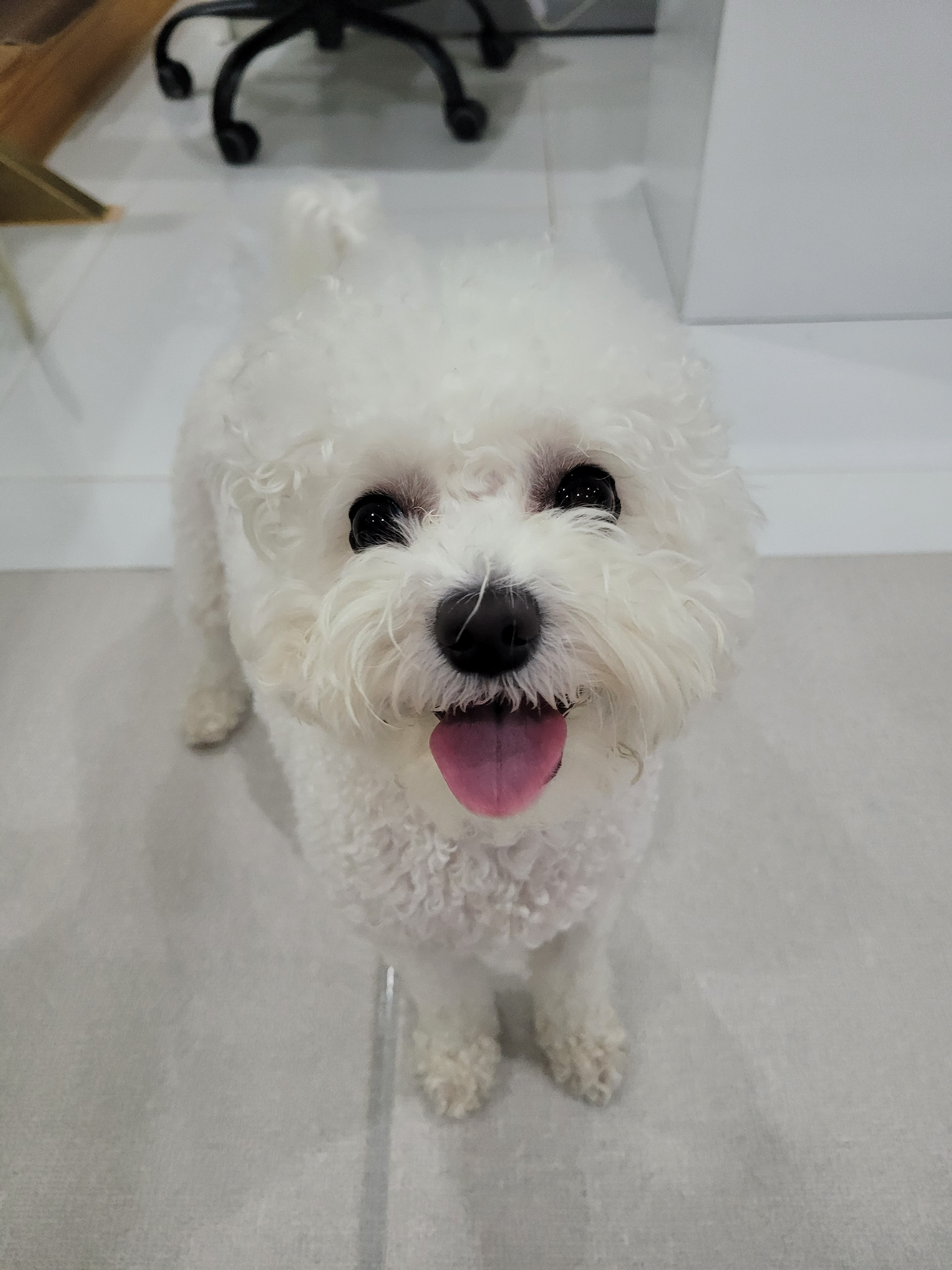 호텔펫코리아 대표 이미지