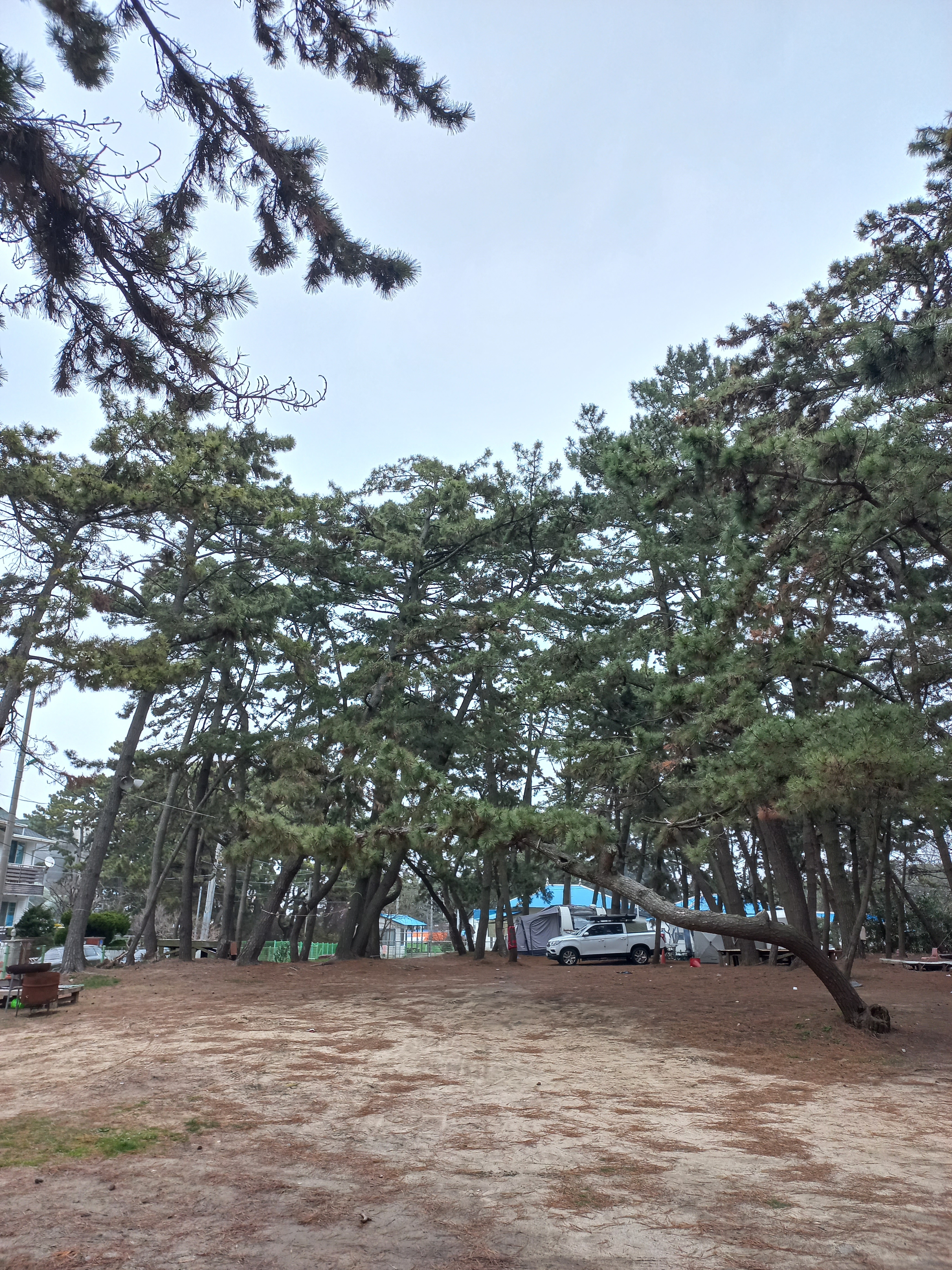 대천해수욕장당나귀체험