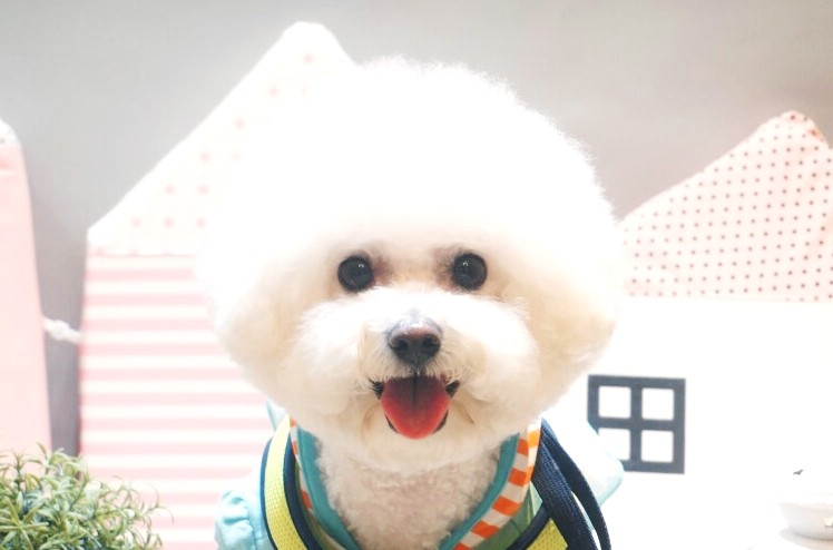오렌지독하우스 대표 이미지