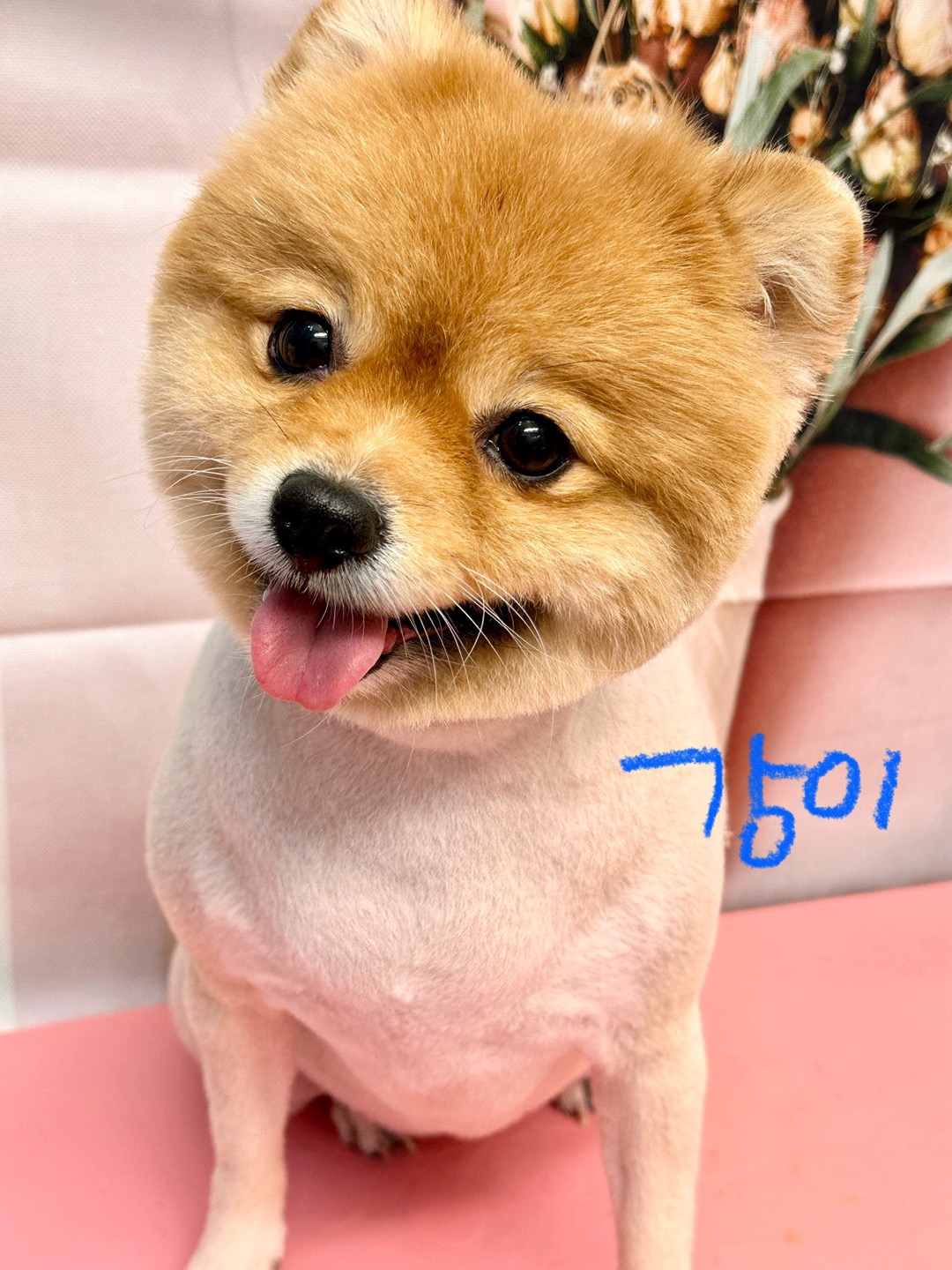 멍멍이이발관 대표 이미지