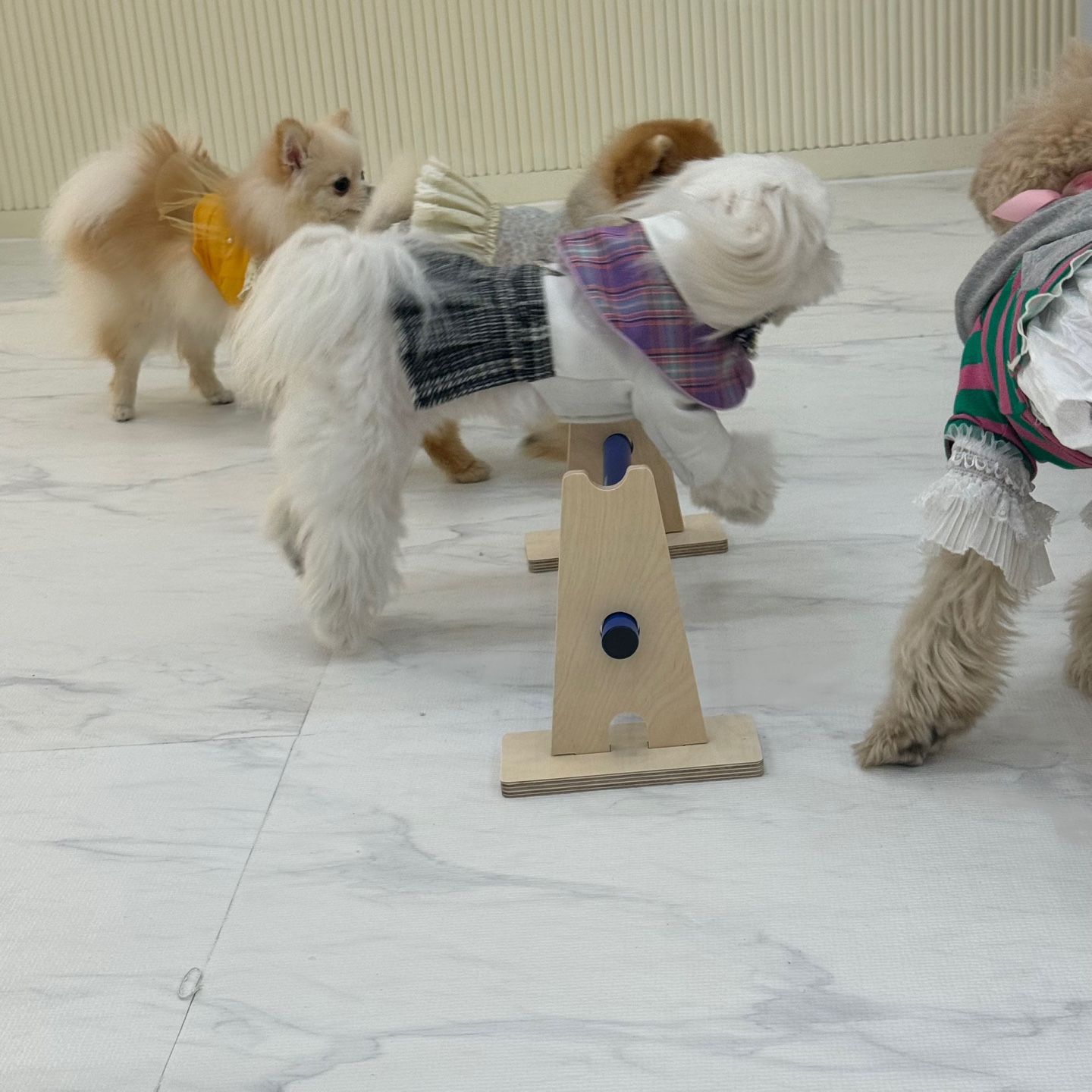 펫인쥬 애견유치원&애견호텔24 대표 이미지