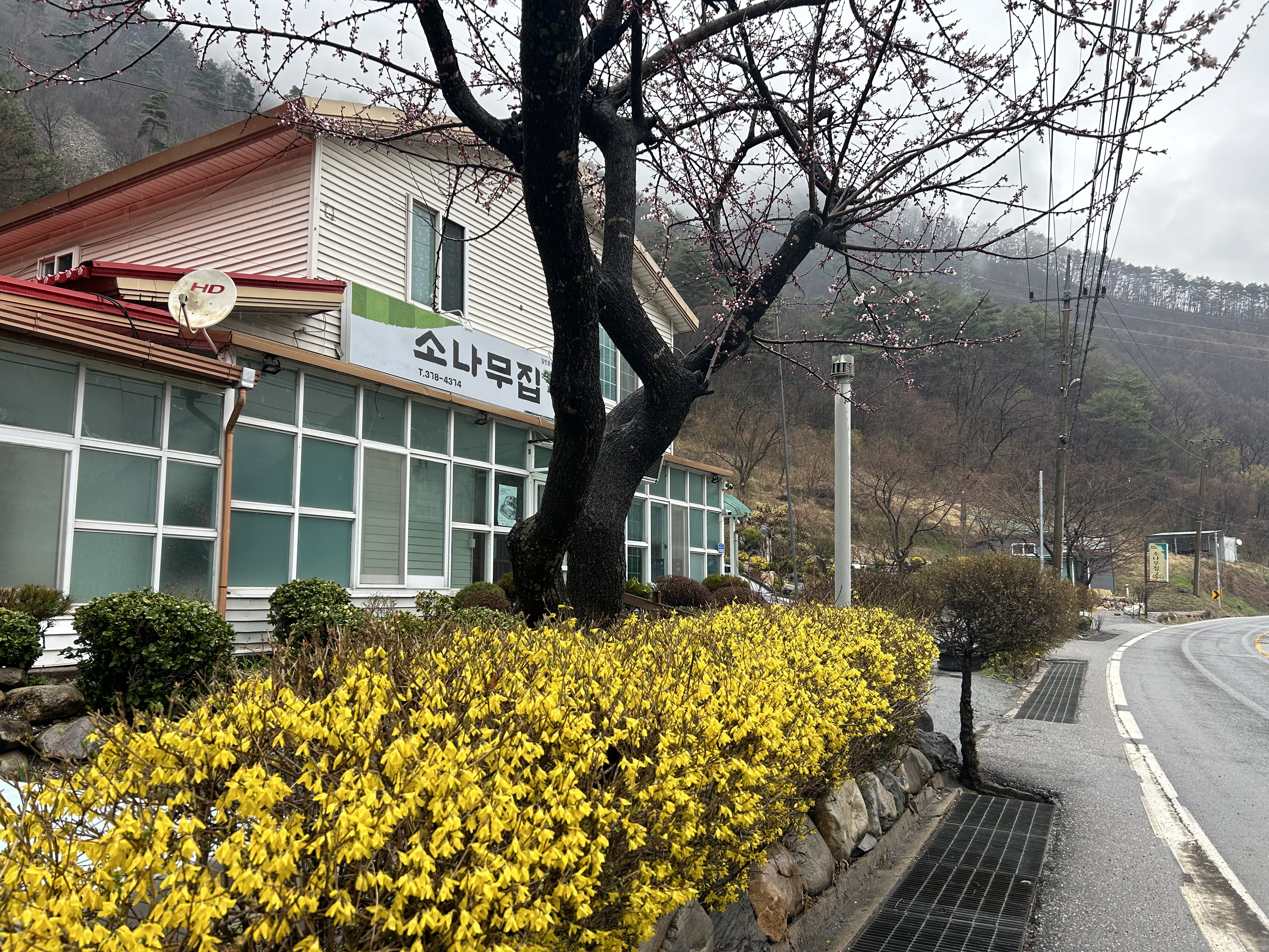 소나무집 설명사진