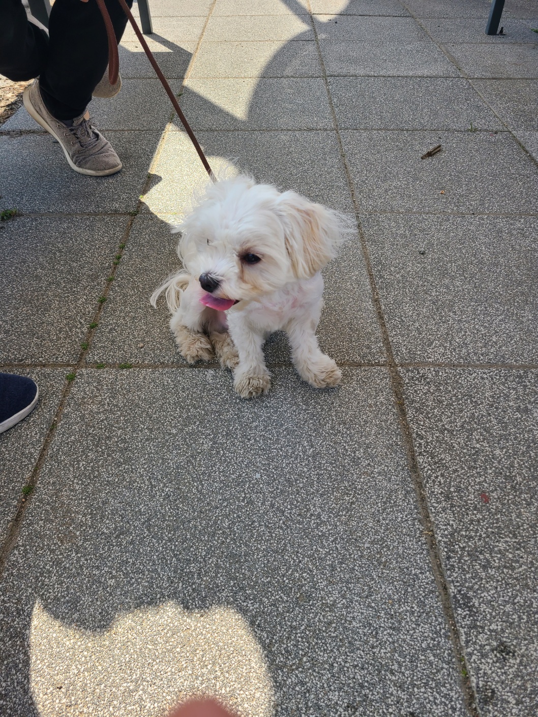 스타반려견교육센터 대표 이미지