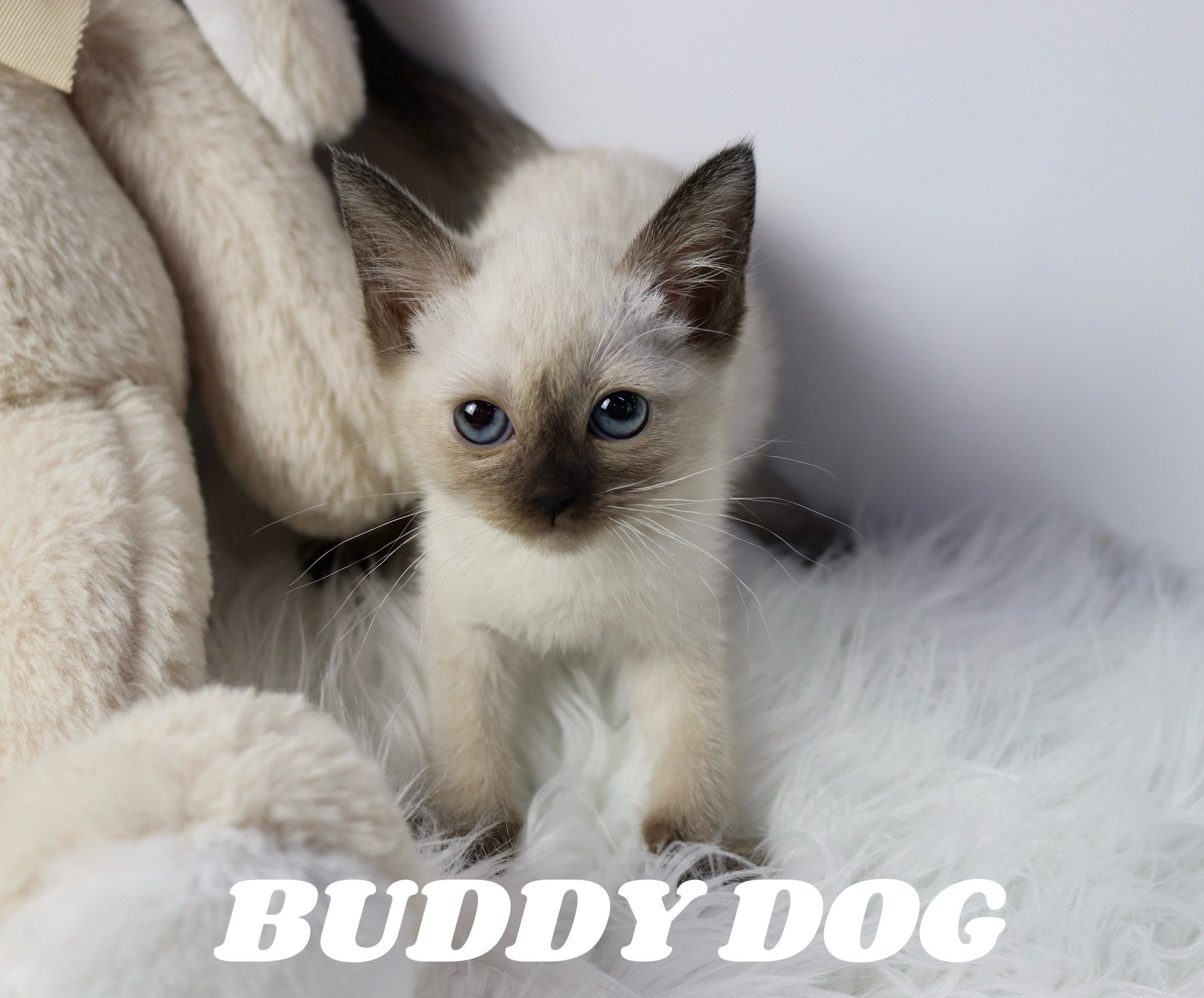 버디독 고양이분양 강아지분양 안심분양센터 인천점 대표 이미지