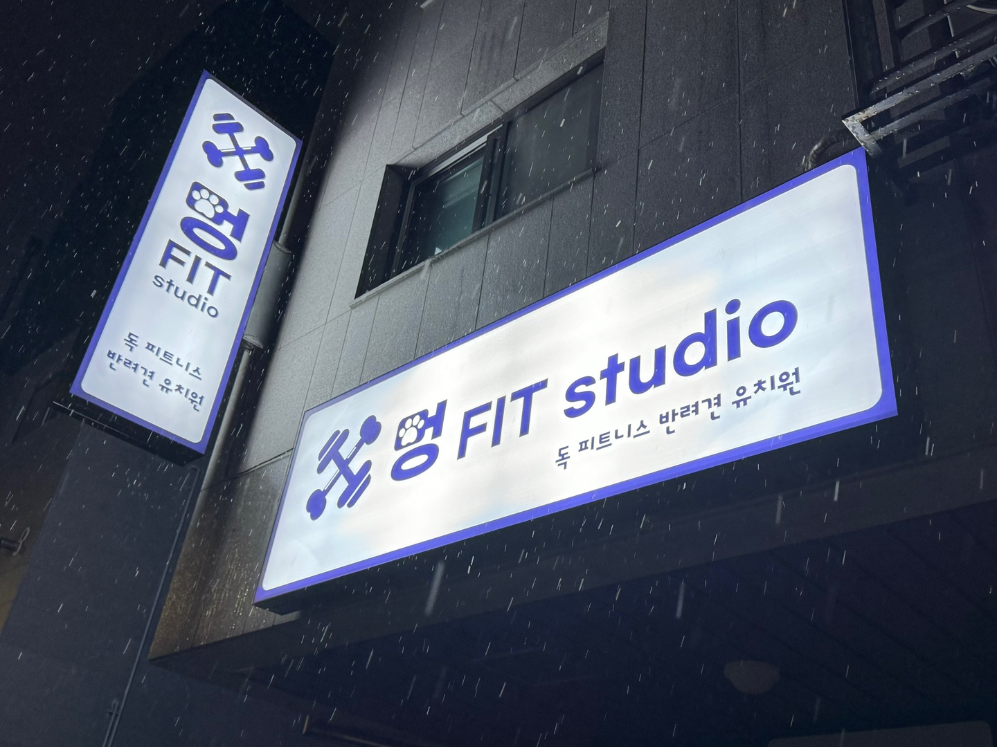 멍핏스튜디오 강아지 돌봄 유치원 대표 이미지