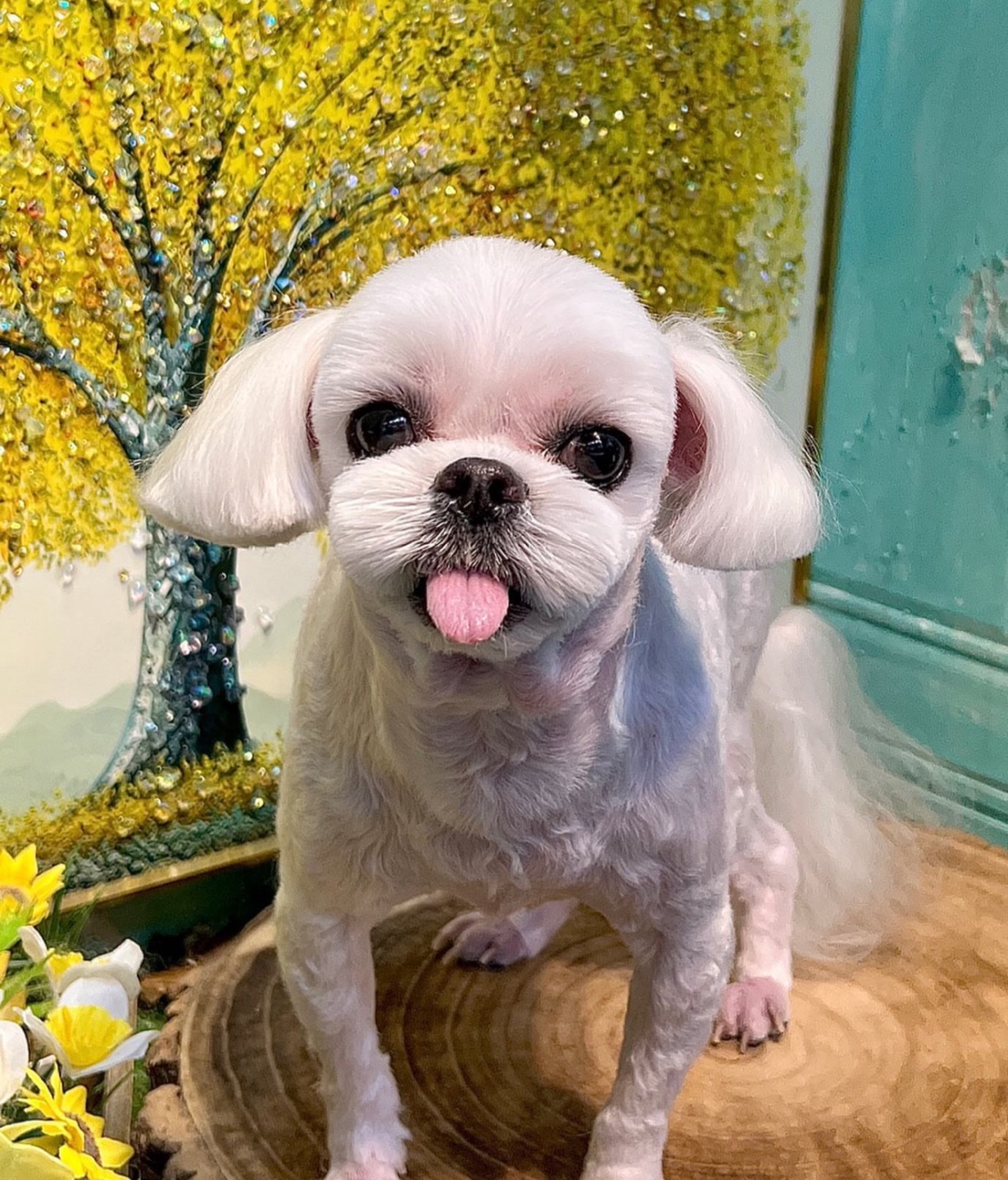 메리몰펫샵 일광점 대표 이미지