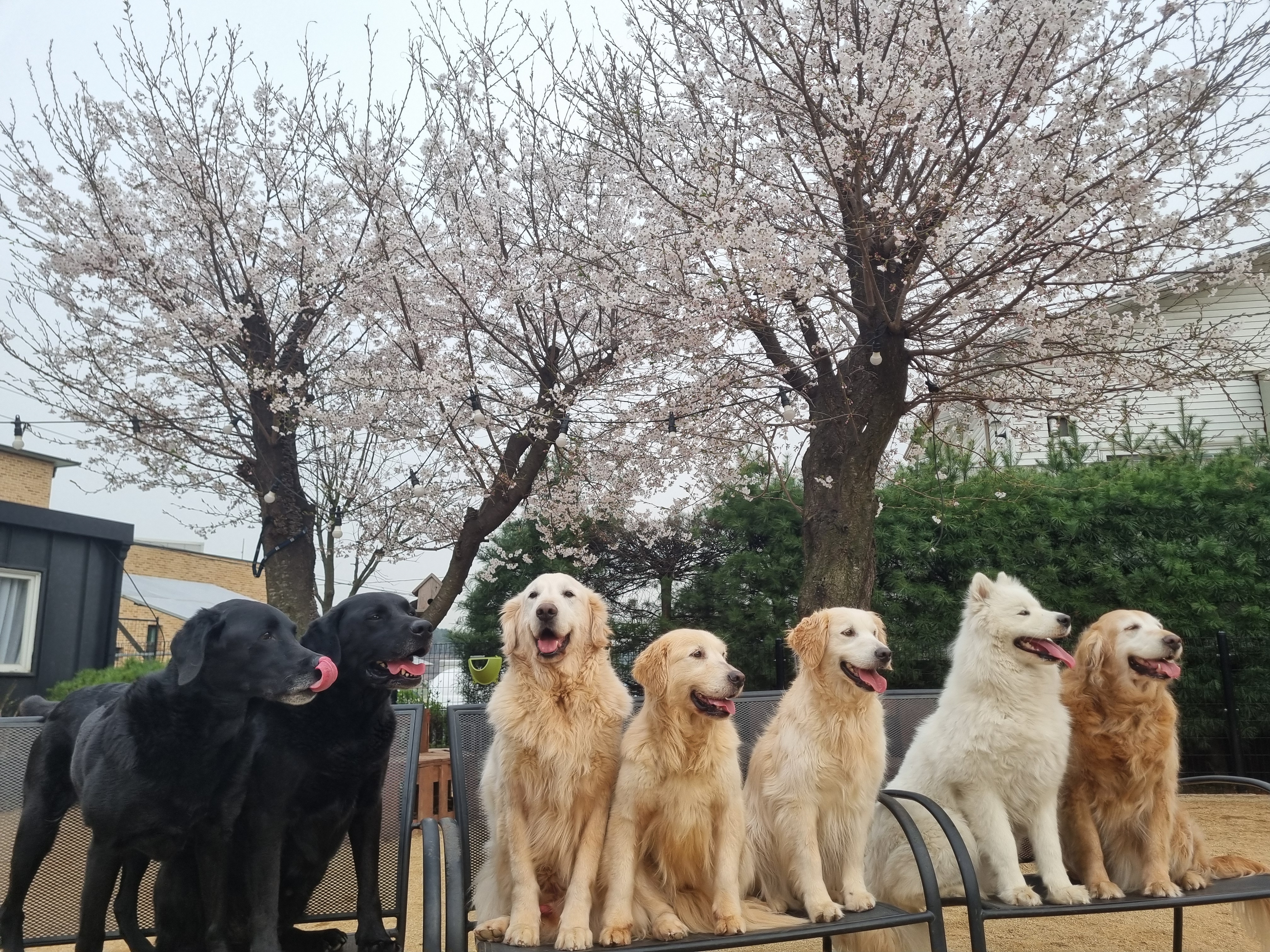 레이지독