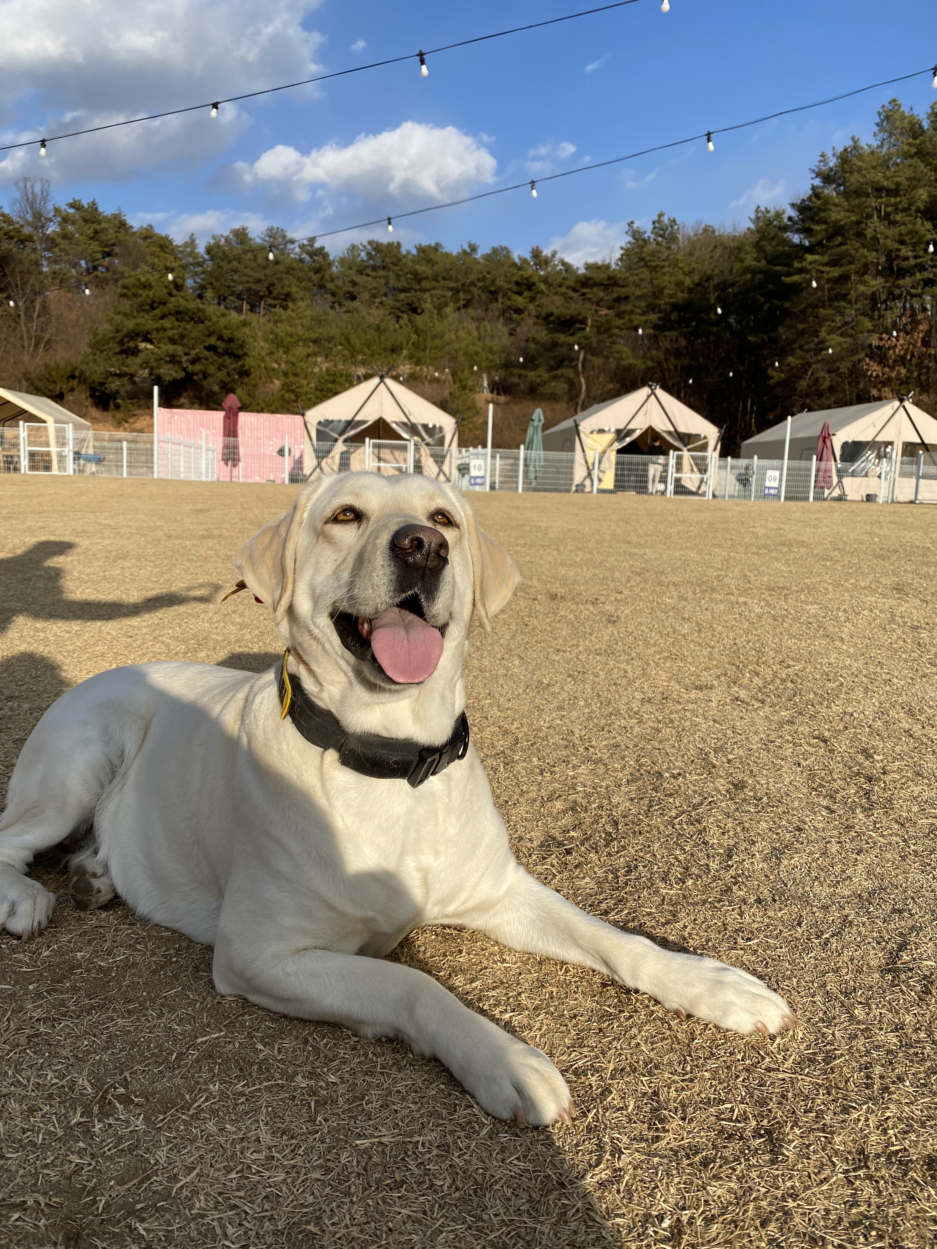 멍글멍글펫글램핑