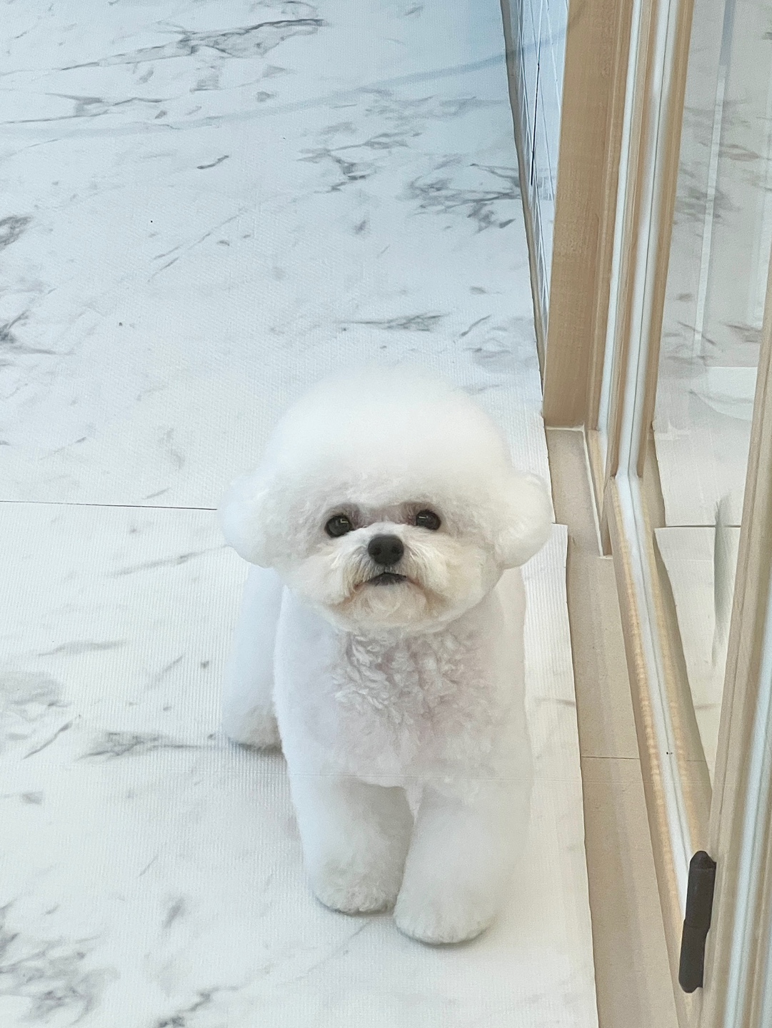 메리몰펫샵 일광점 대표 이미지