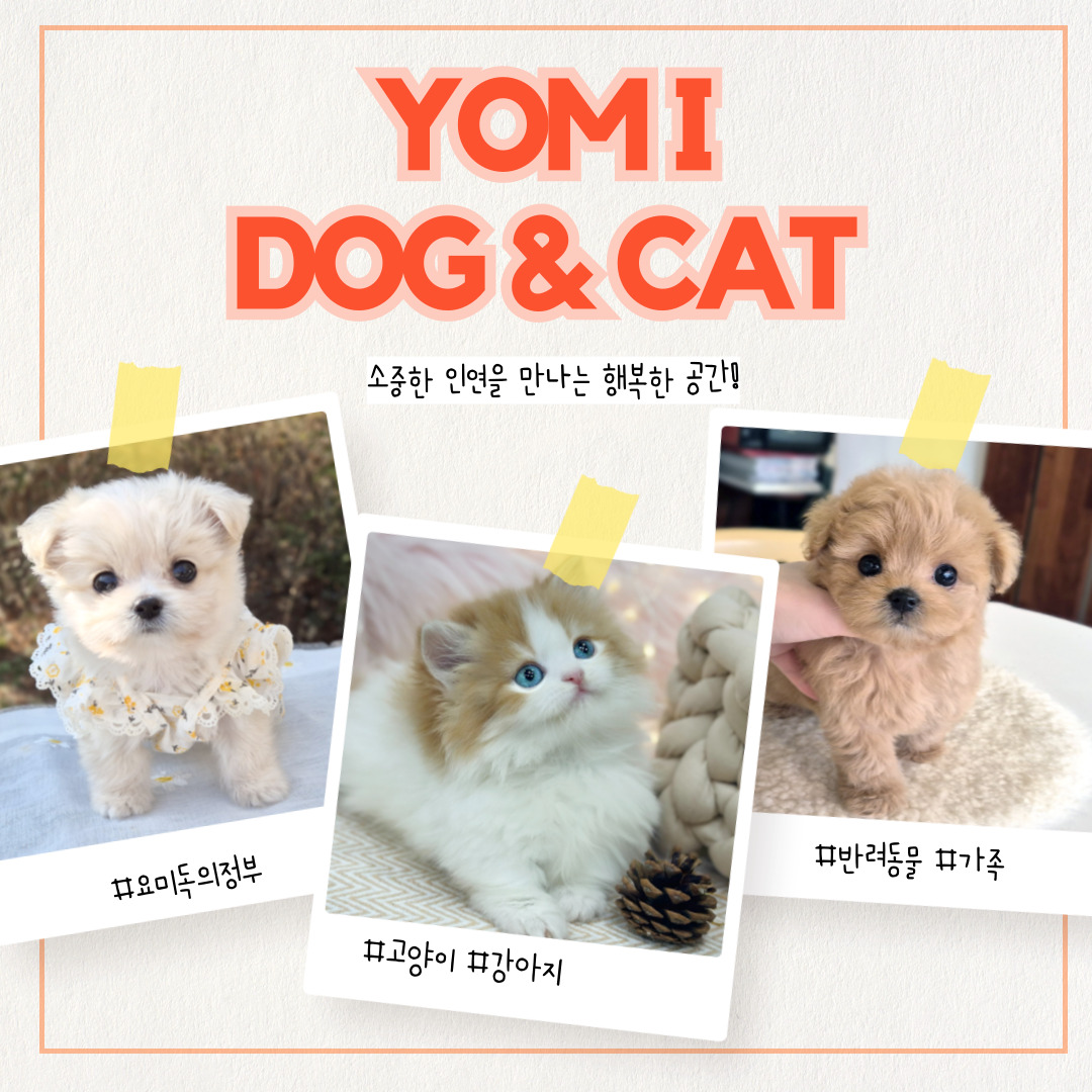 요미독 요미캣 애견샵 의정부점