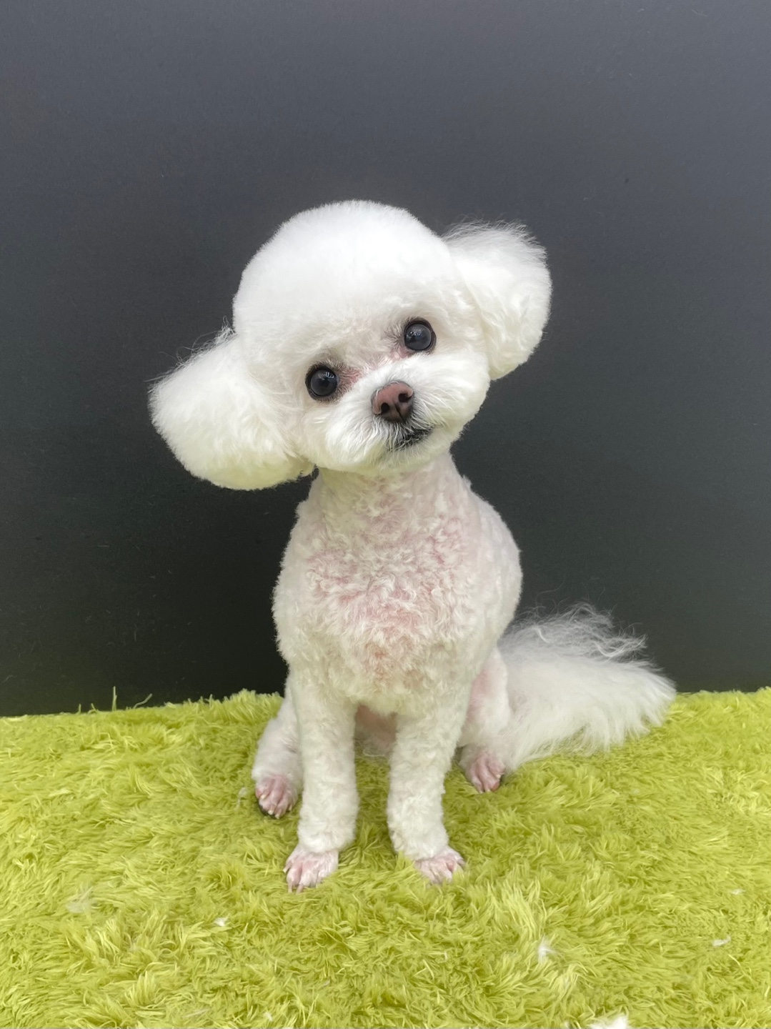 살롱드멍냥 대표 이미지