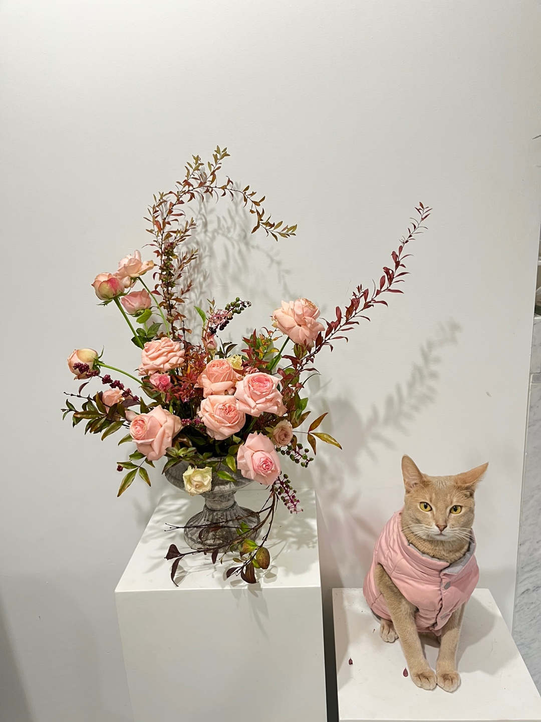 반블라썸 대표 이미지