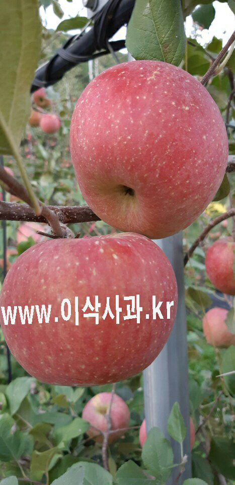 이삭사과농원