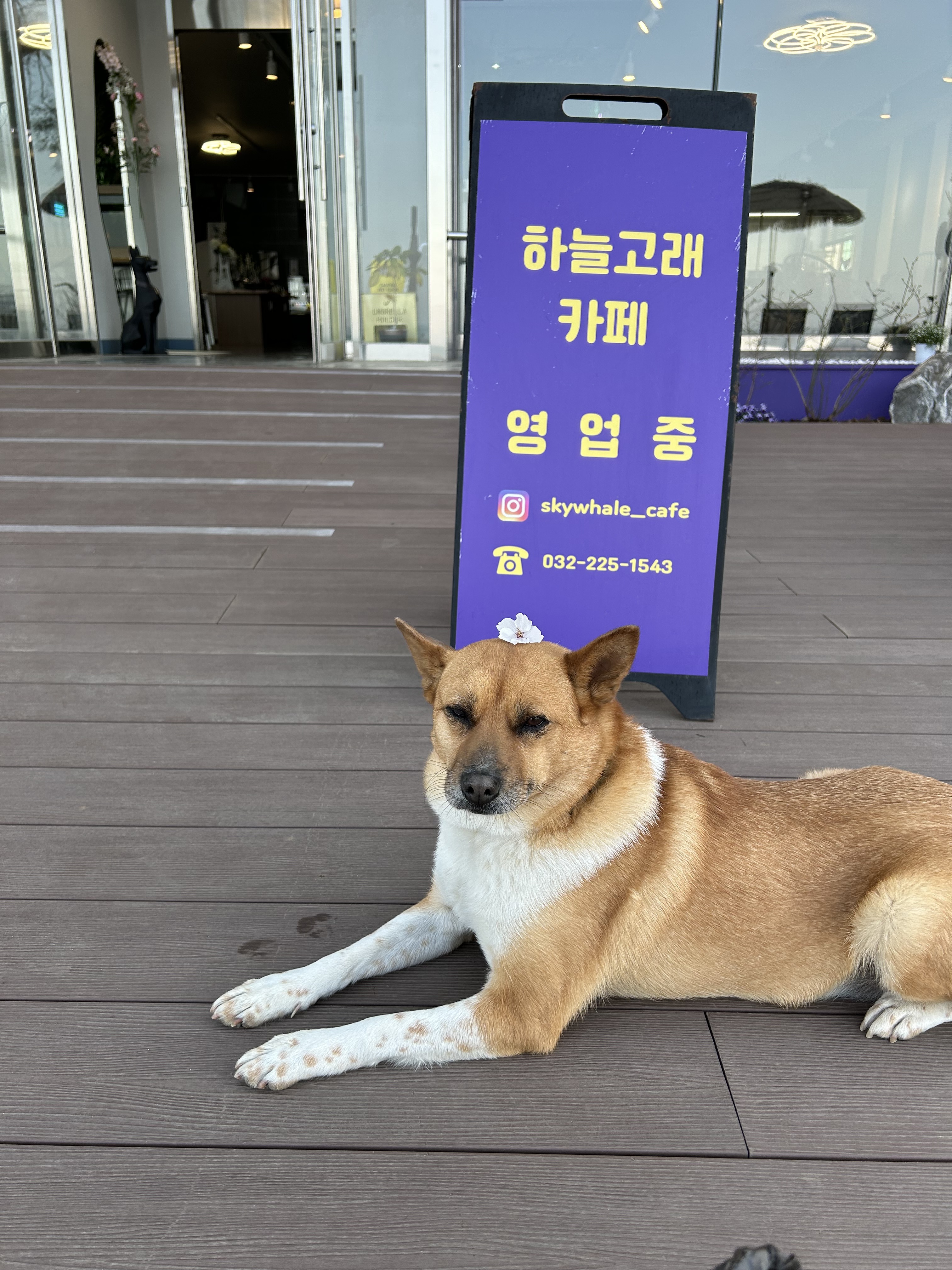 하늘고래카페