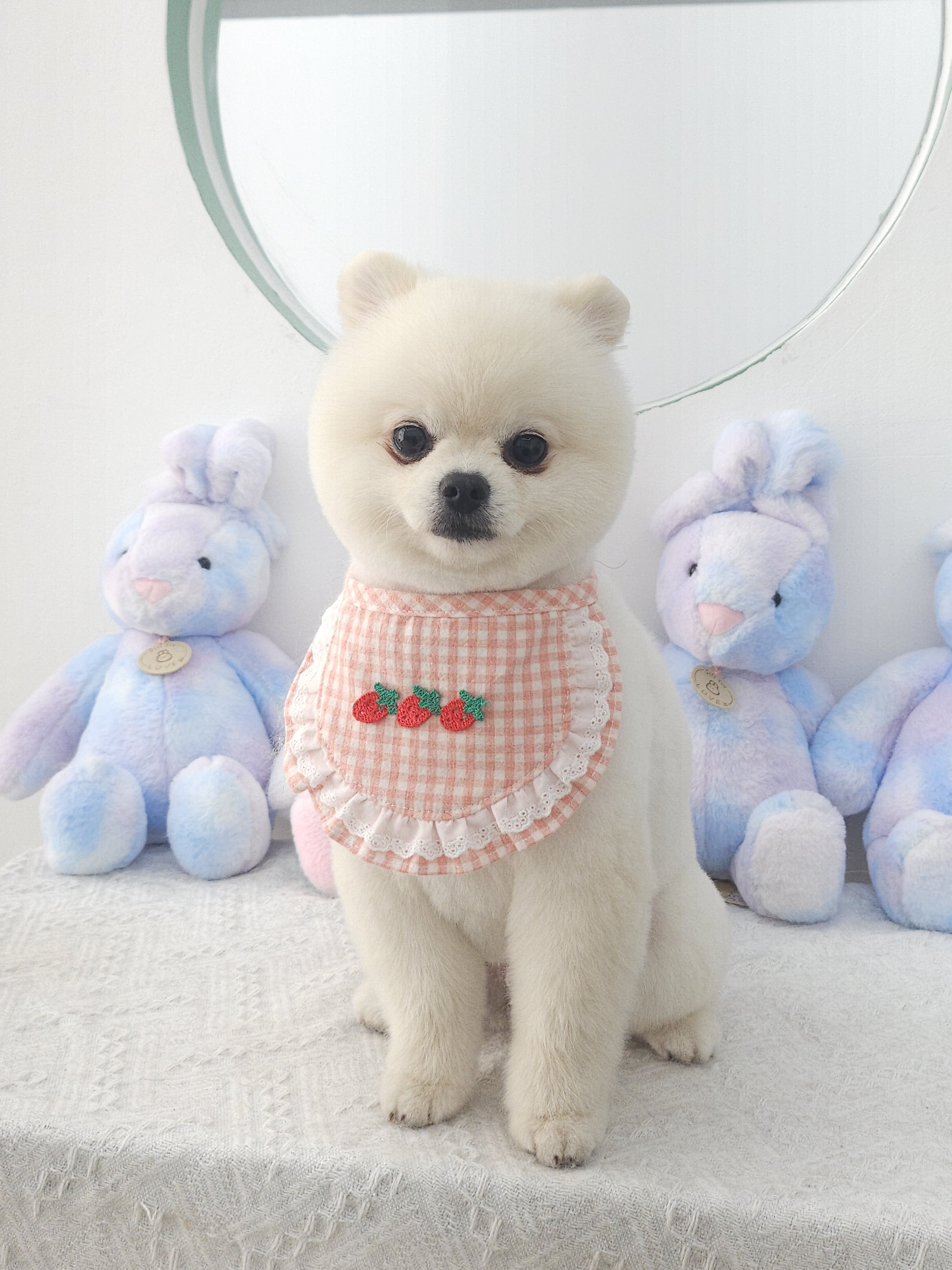섬댕 강아지미용실 대표 이미지