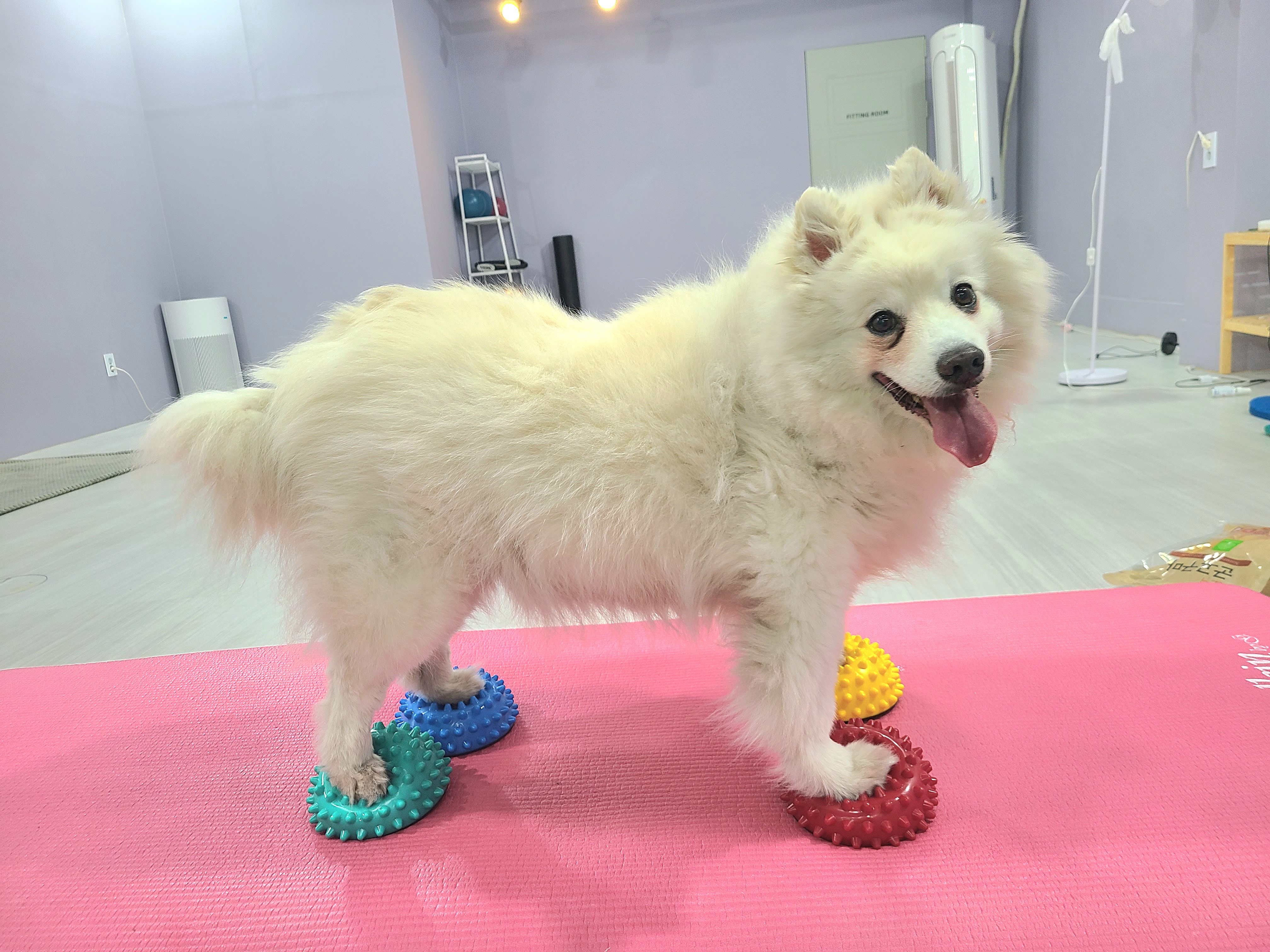 업독 대표 이미지