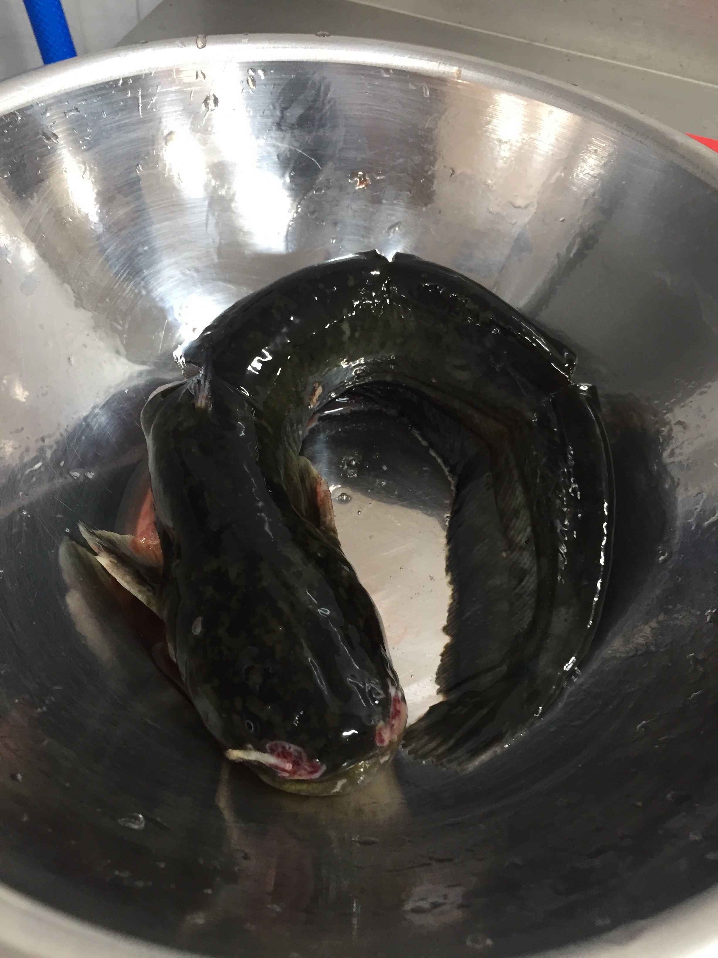 당감장수유황생오리