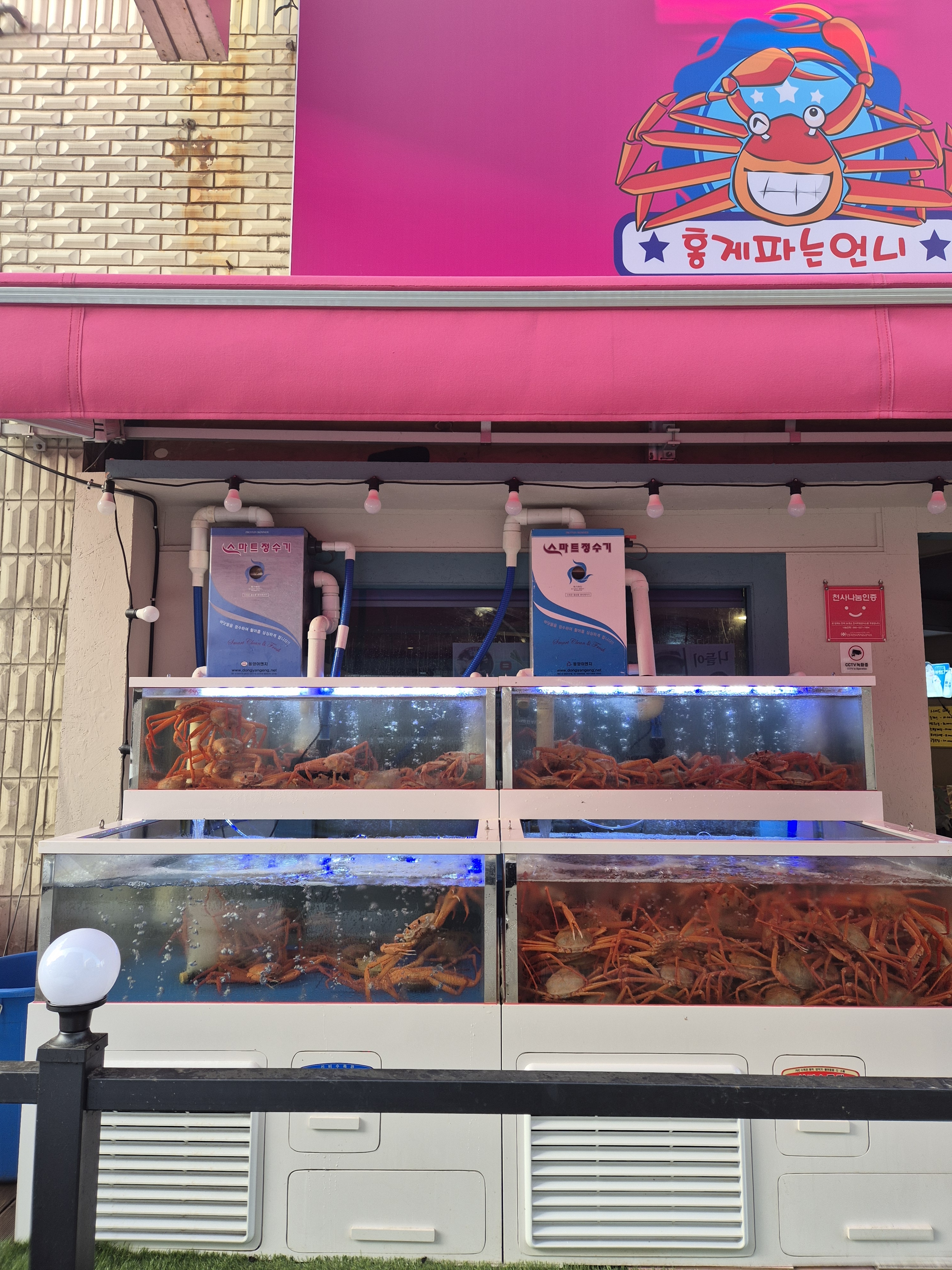 홍게파는언니 본점