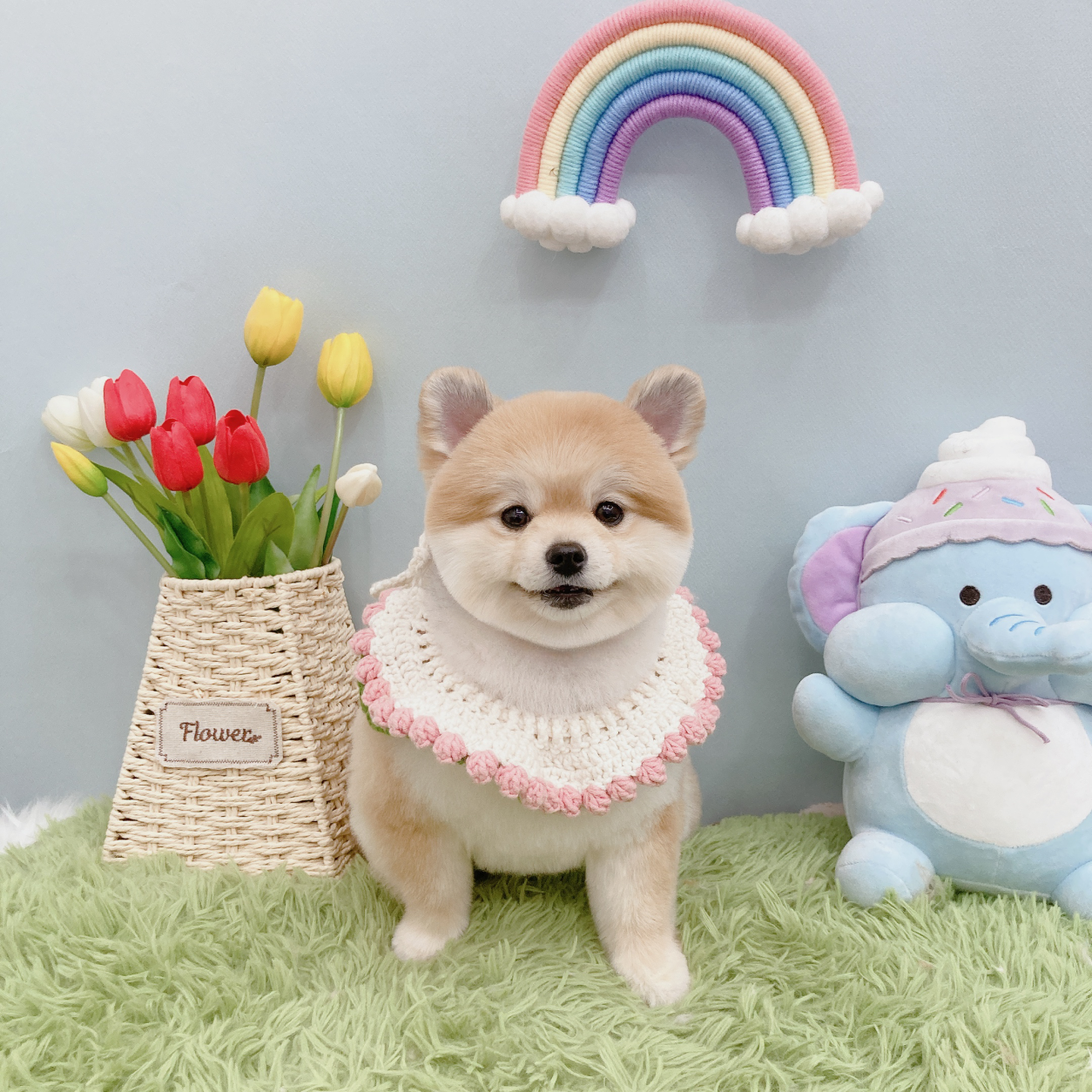 테디펫애견미용실