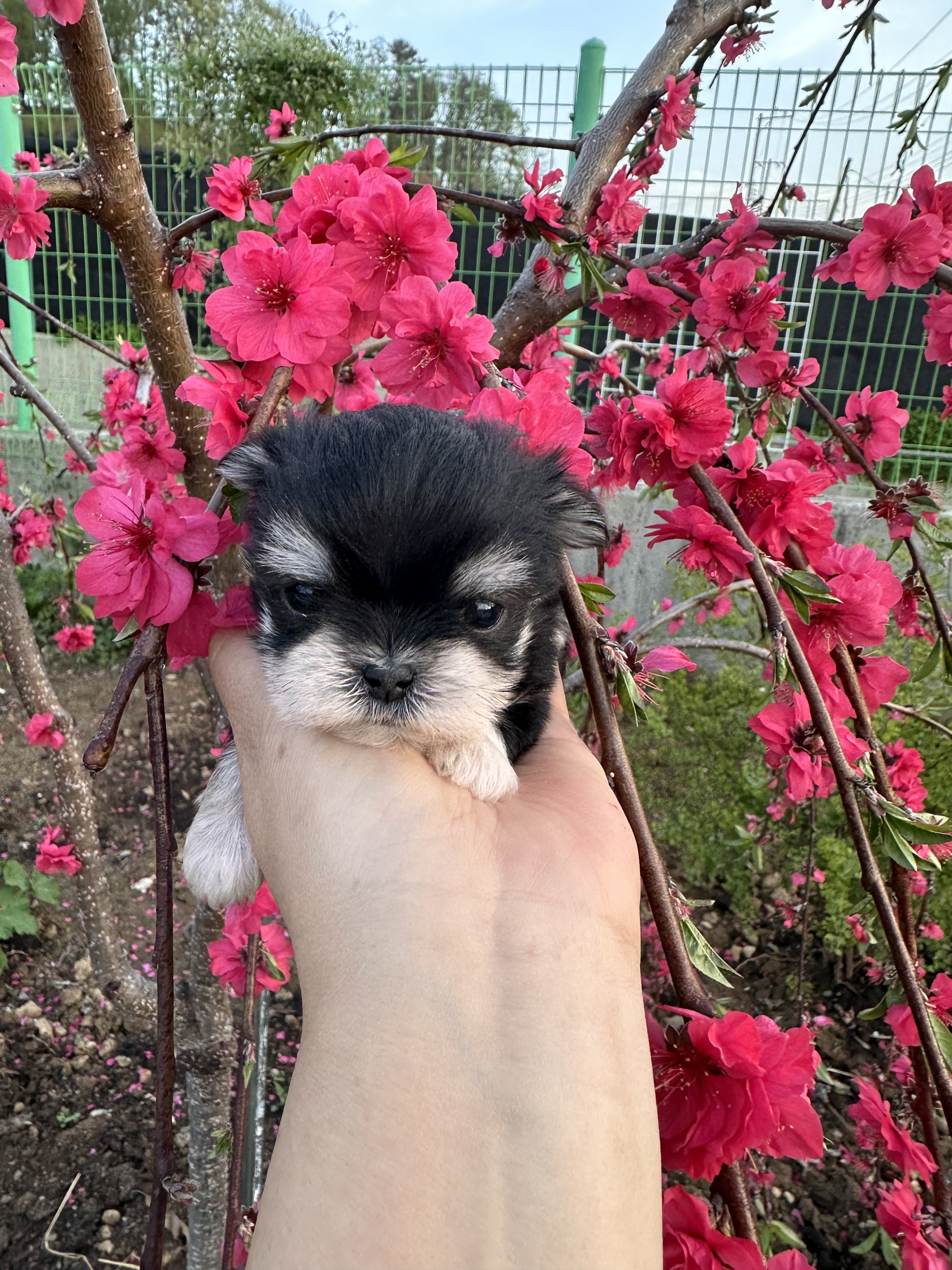 은하수펫샵