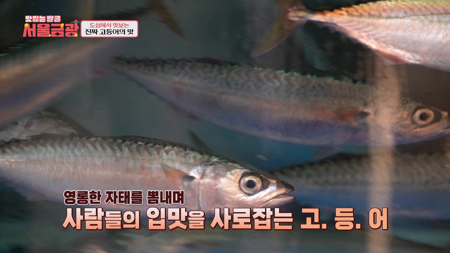 읍내해물점빵